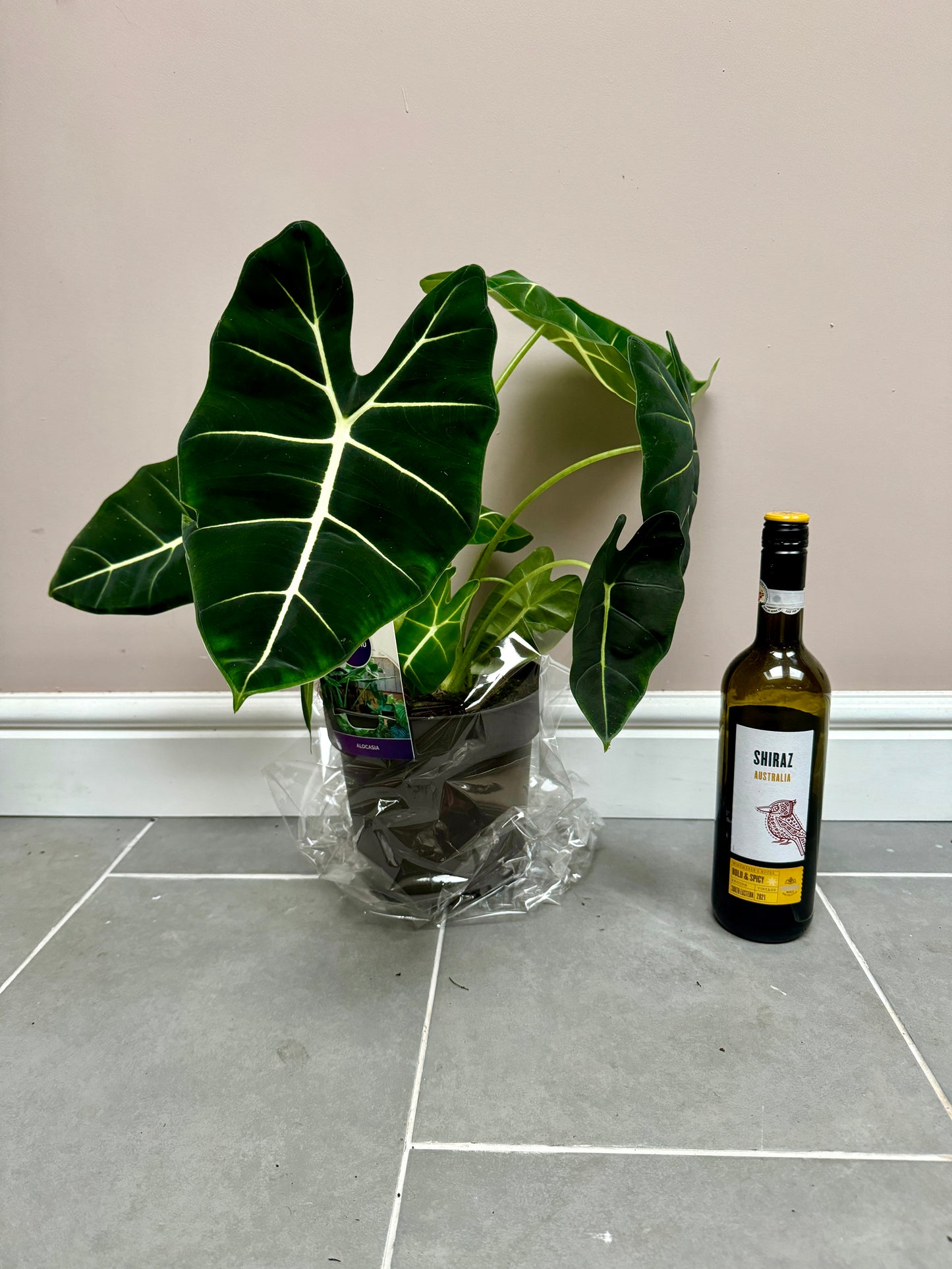 40cm Alocasia Frydek