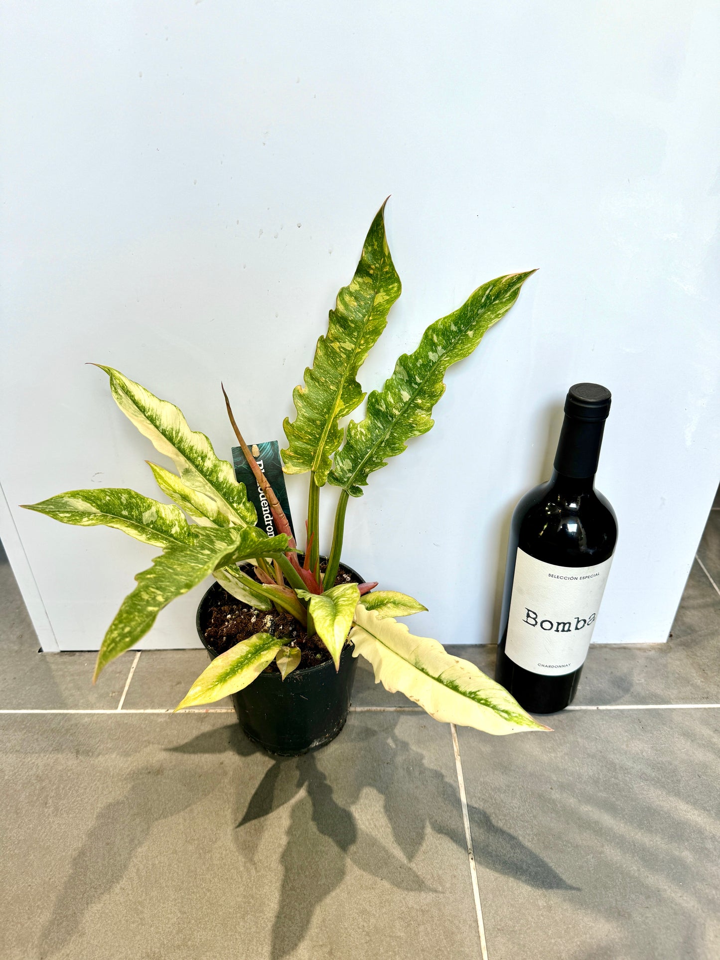 30cm Philodendron Ring of Fire