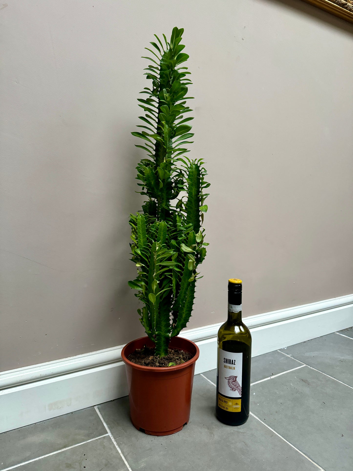 80cm Euphorbia Cactus