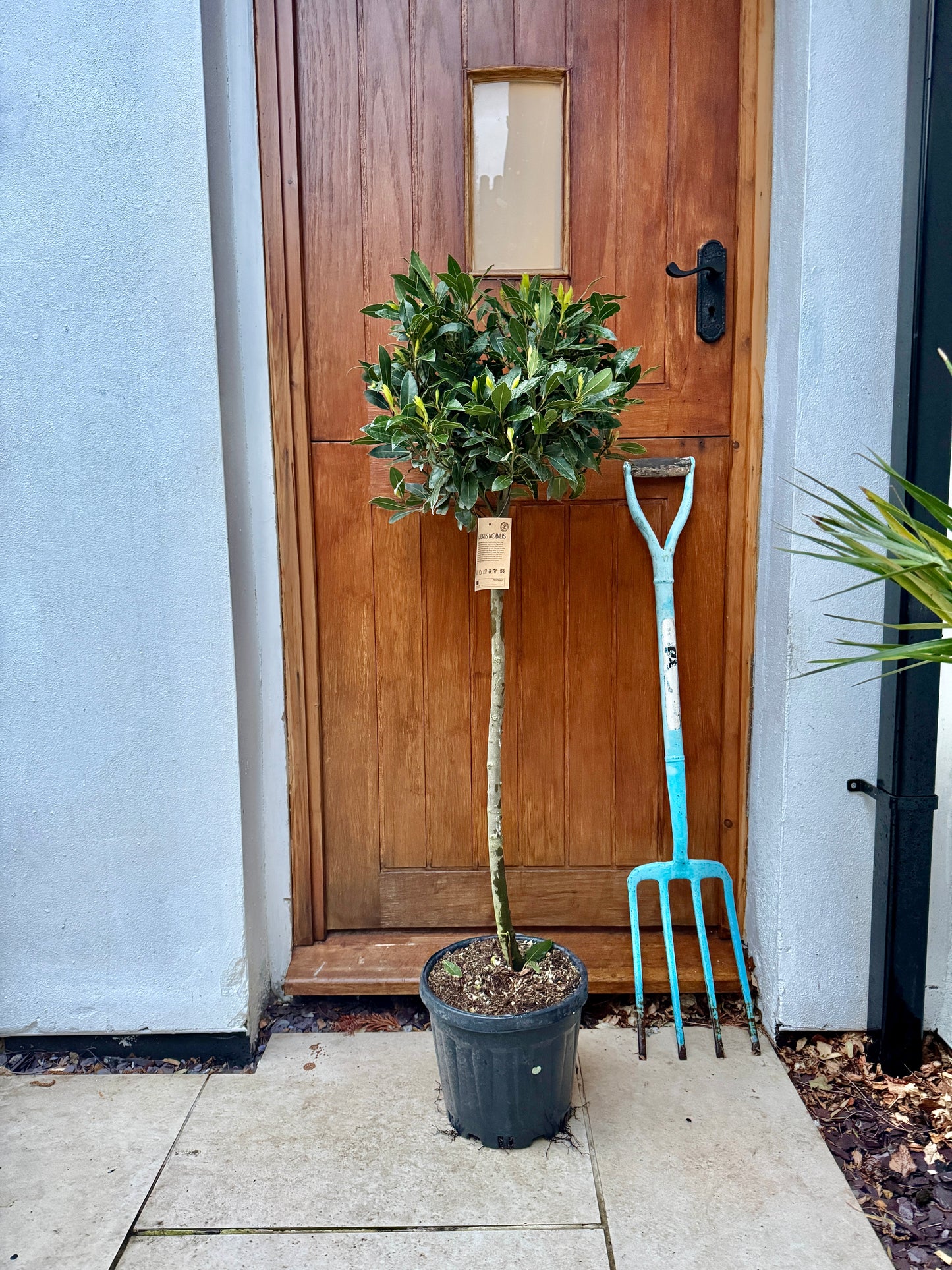 130cm Outdoor Bay Tree (Laurus Nobilis)