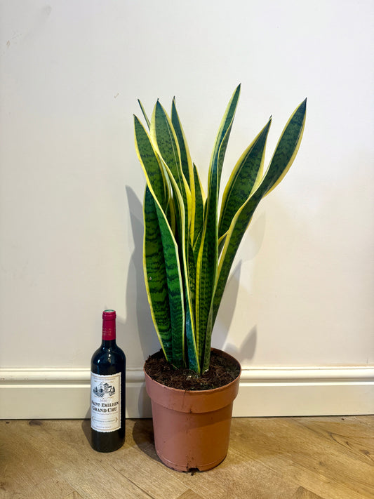 80cm Sansevieria (Snake / Mother in Law’s Tongue Plant)