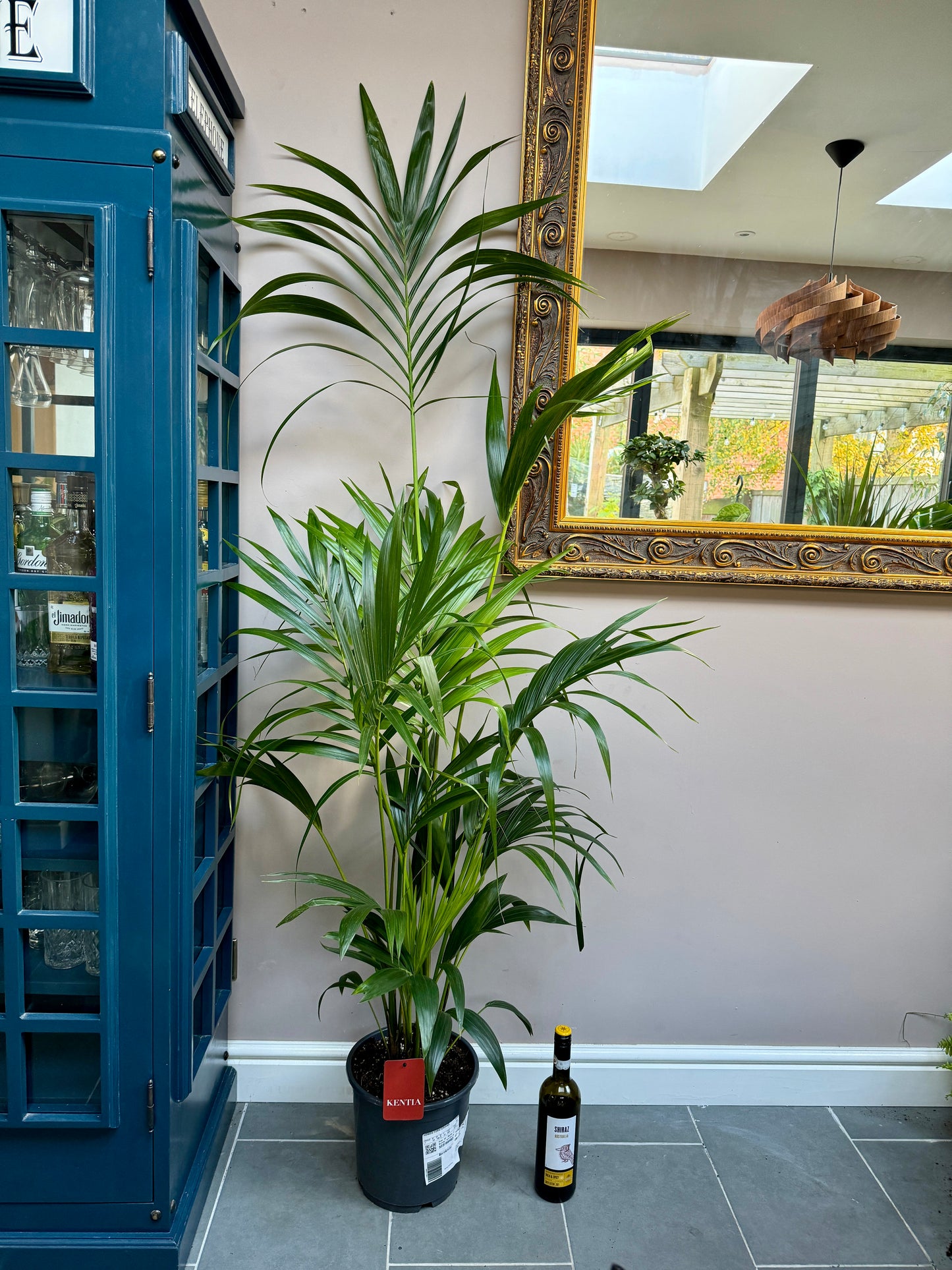 170cm Kentia Palm (Howea Forsteriana)