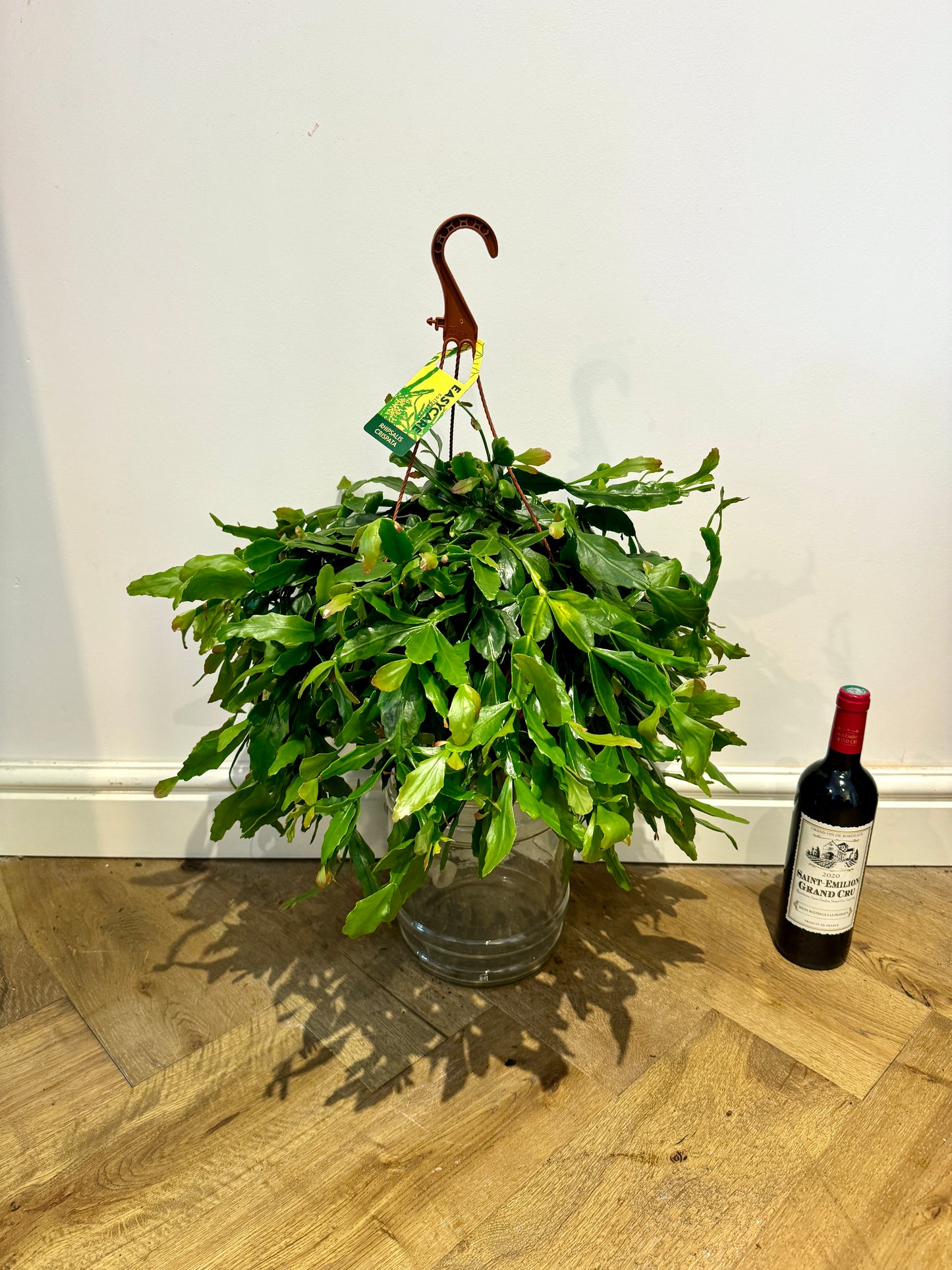60cm Hanging Rhipsalis Cassutha