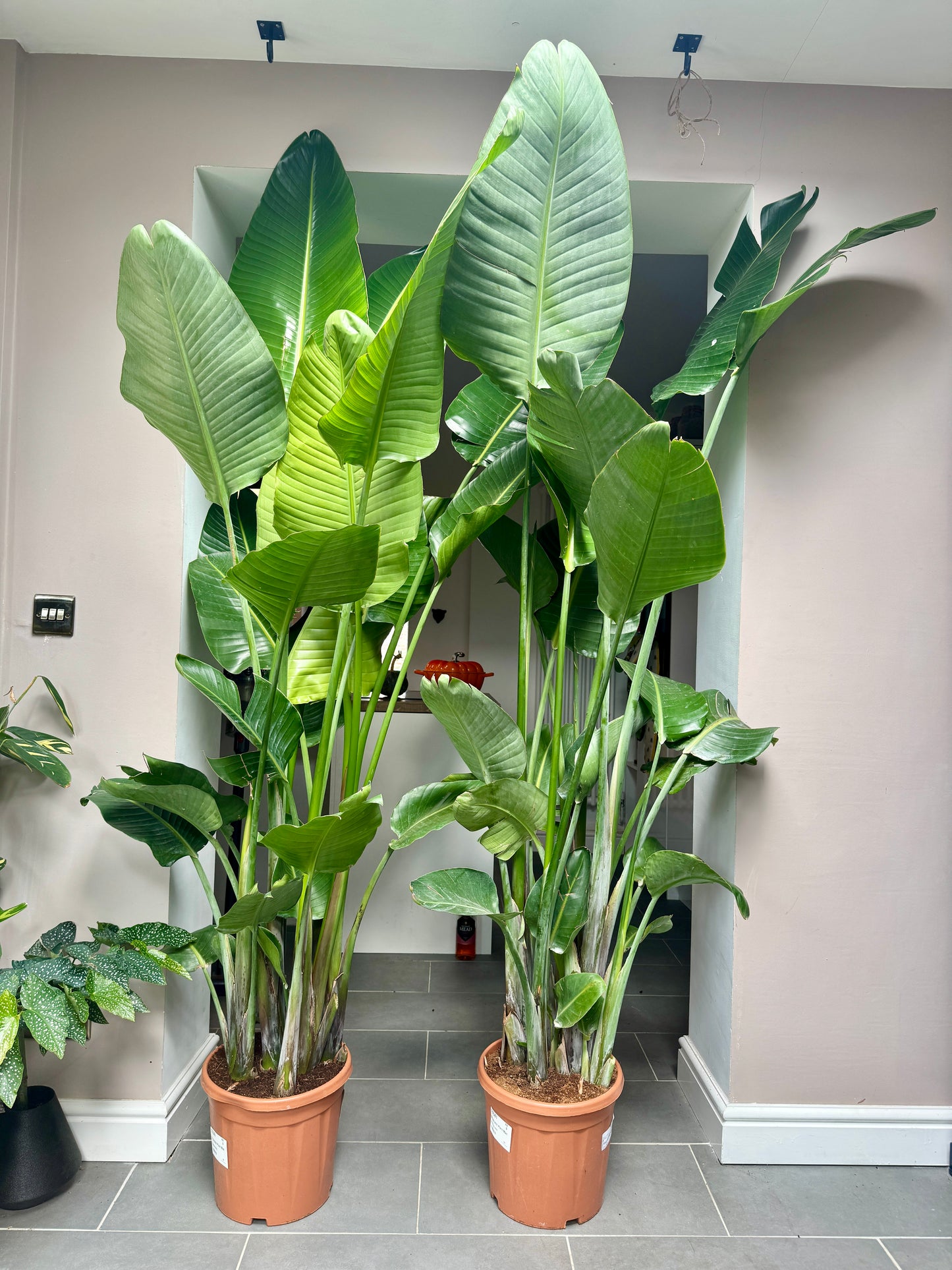 180cm Strelitzia Nicolai (Bird of Paradise)