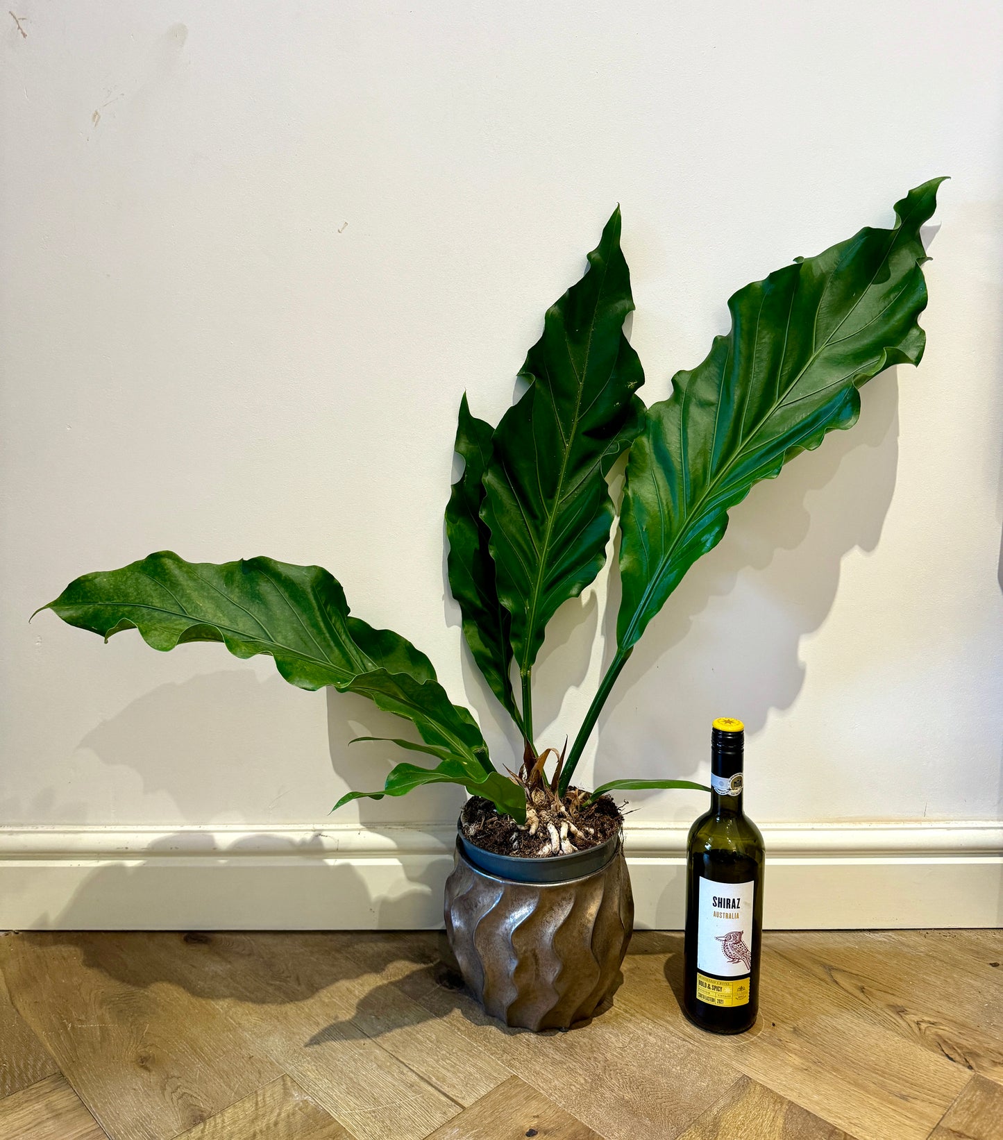 80cm Anthurium Birdsnest