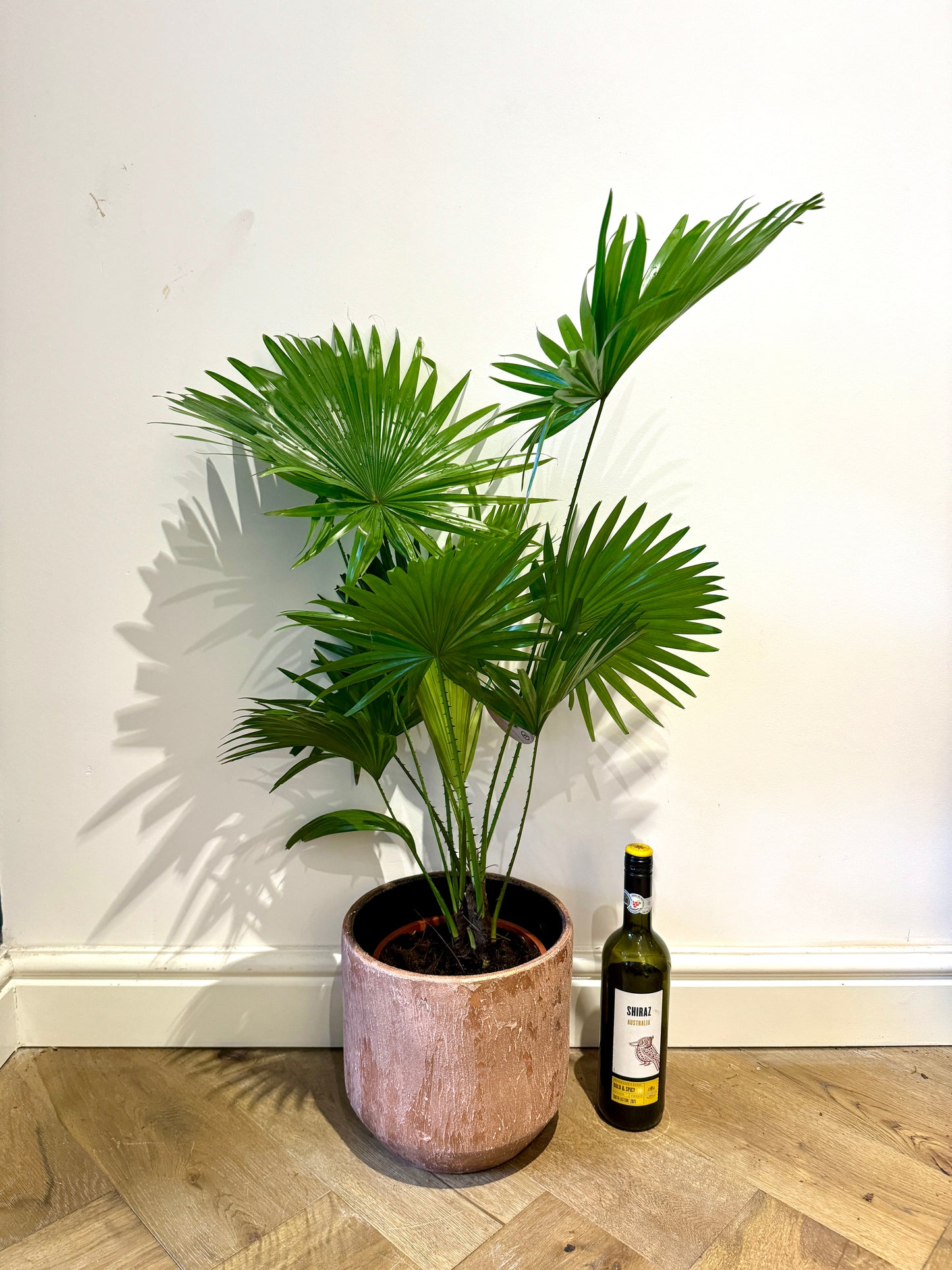 140cm Livistonia Rotundifolia (Footstool Palm Tree)
