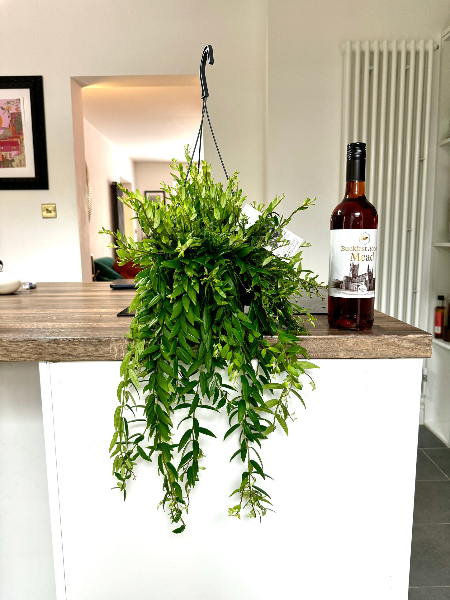 60cm Aeschynanthus Japhrolepis