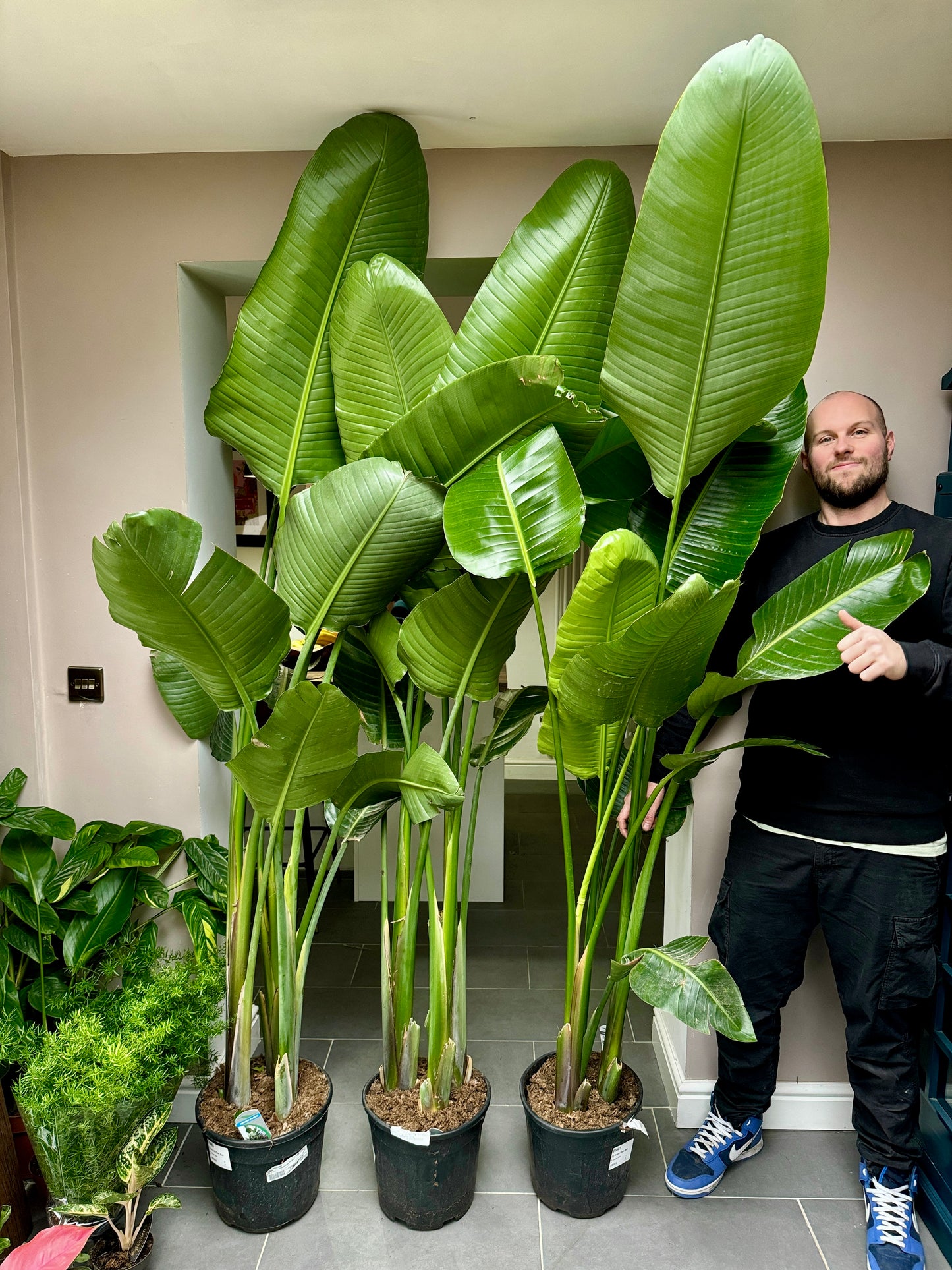 220cm Strelitzia Nicolai (Bird of Paradise)