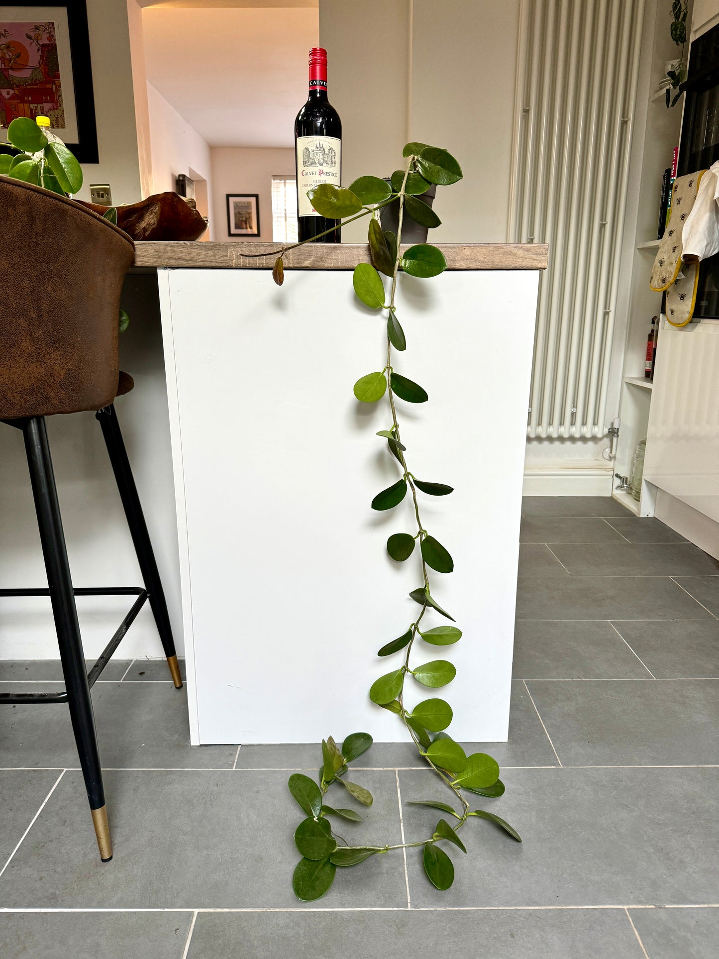 150cm Hoya Australis