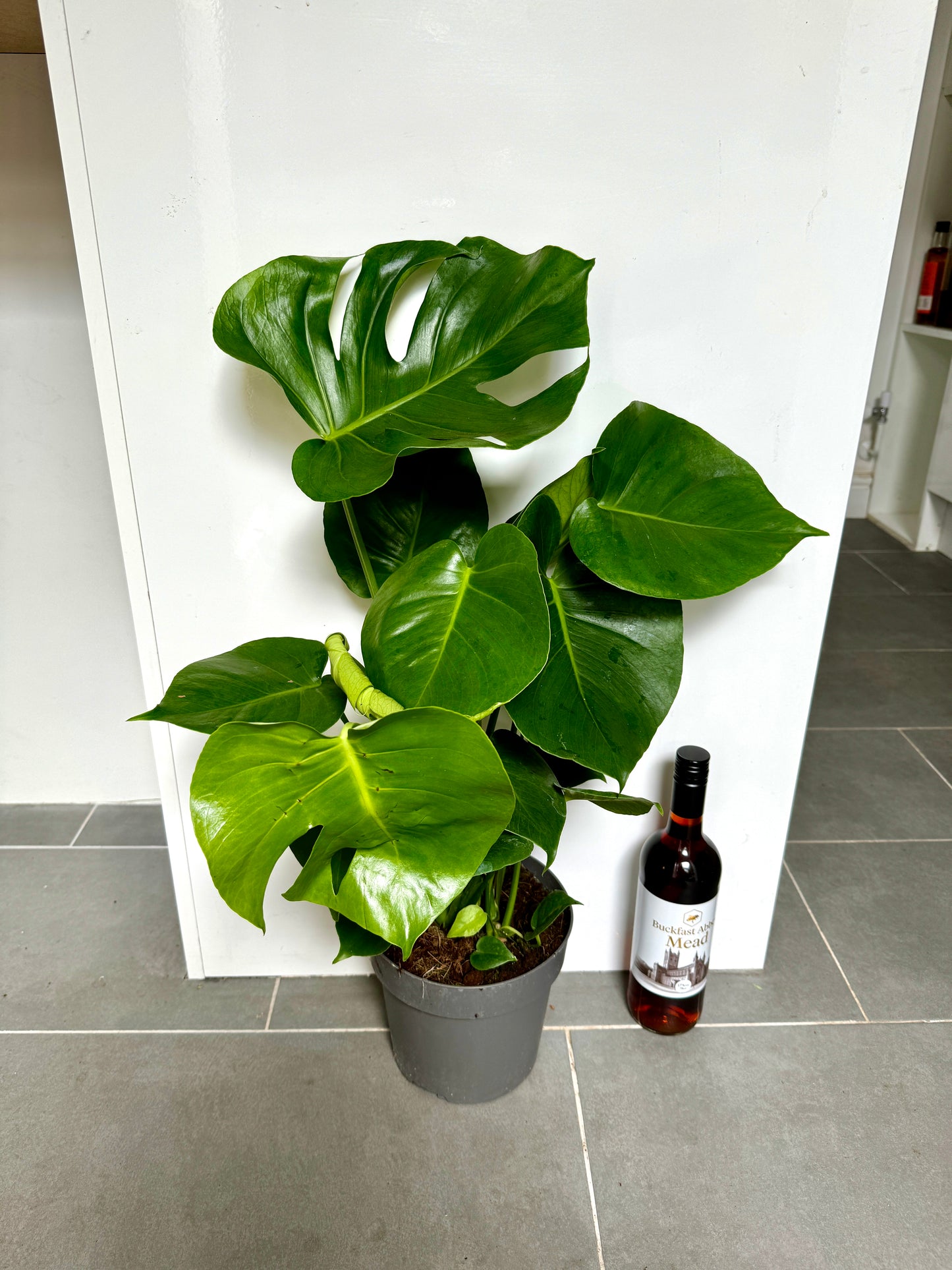 75cm Monstera Deliciosa (Swiss Cheese Plant)