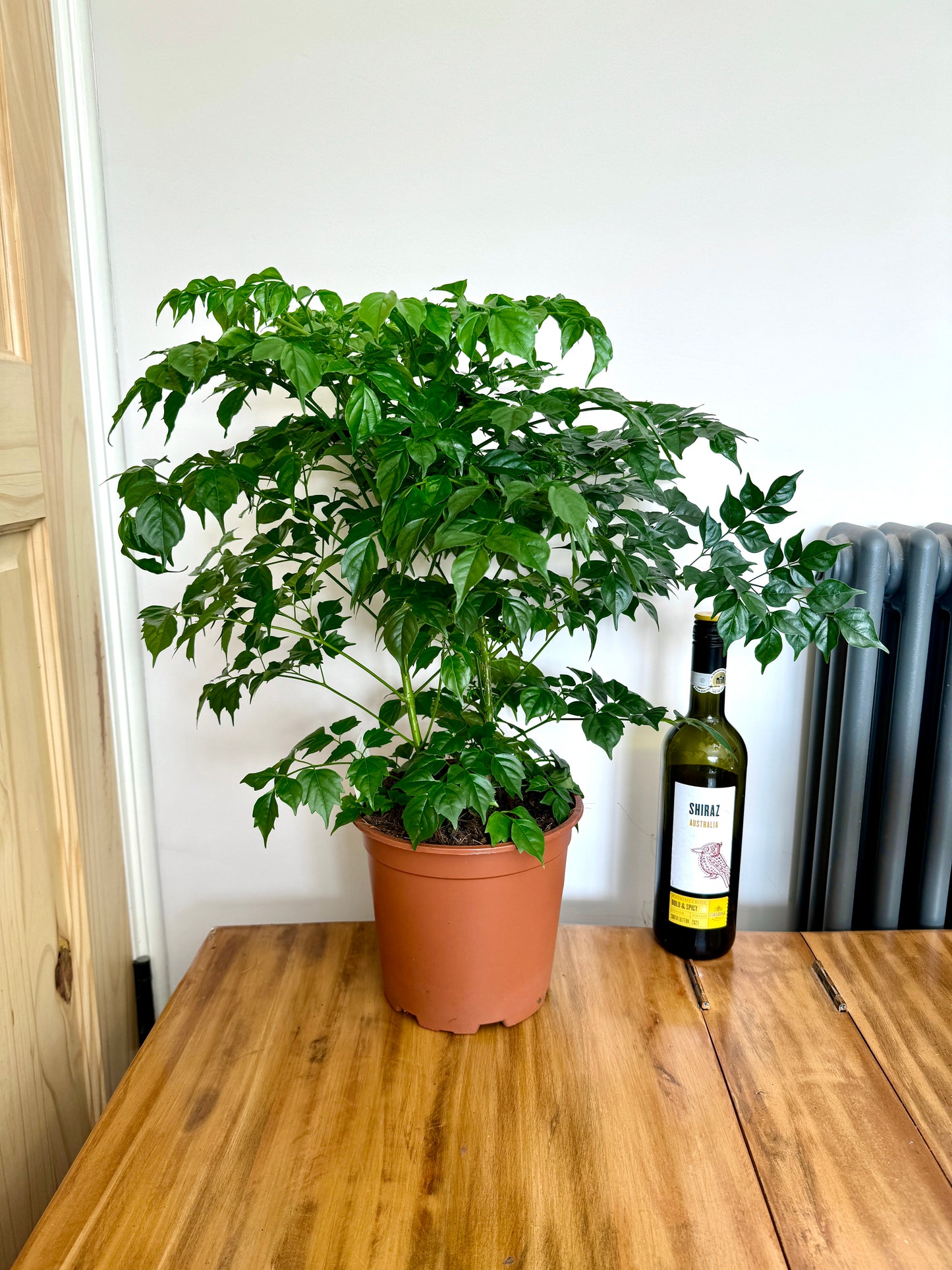 60cm Radermachera sinica (China Doll Plant)
