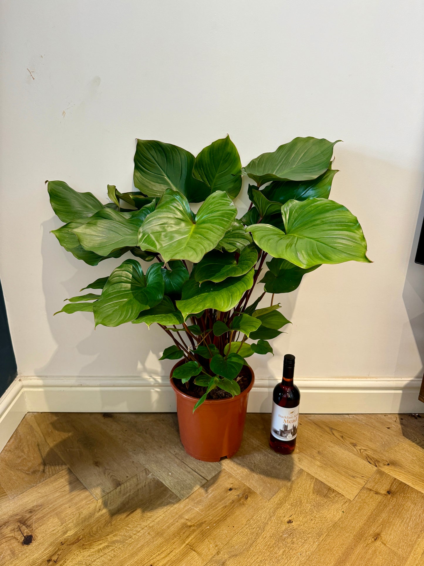 90cm Homalomena Ruby (Shield Plant)