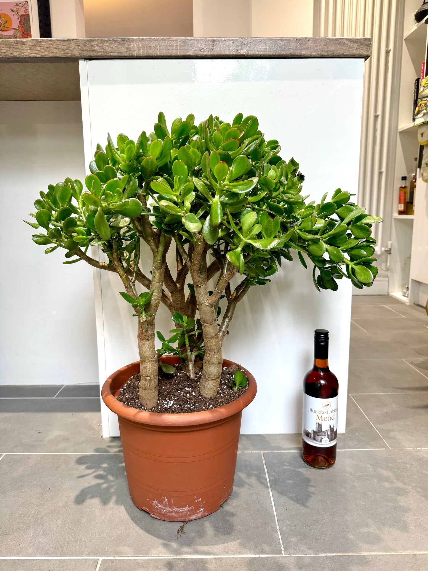 65cm Giant Crassula Ovata (Jade Plant)
