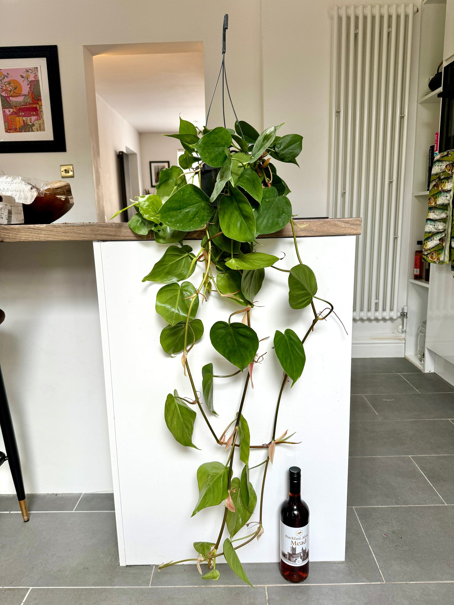110cm XL Philodendron Scandens
