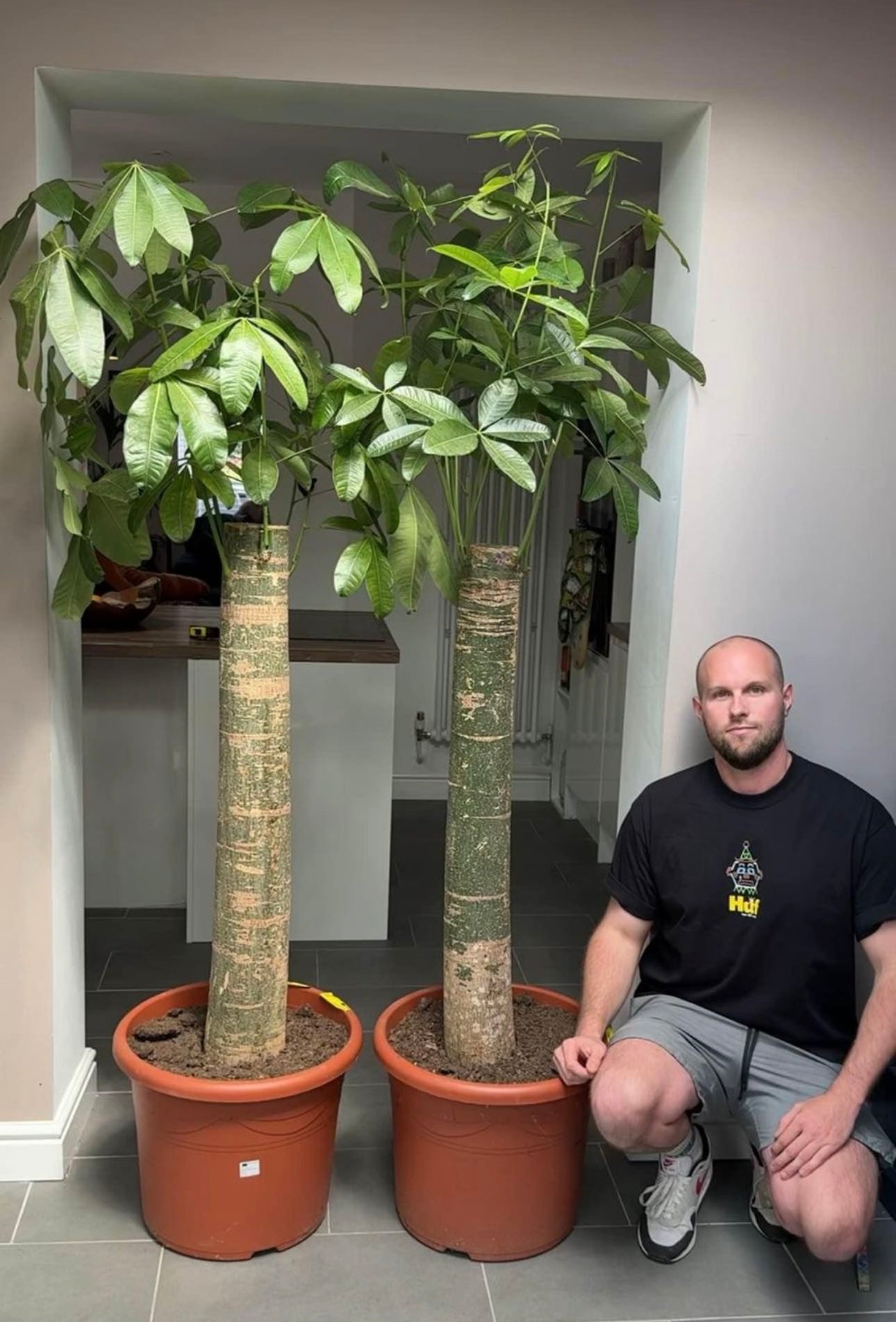 biggest money tree 210cm Giant Pachira Aquatica Money Tree – Bristol Plant Man