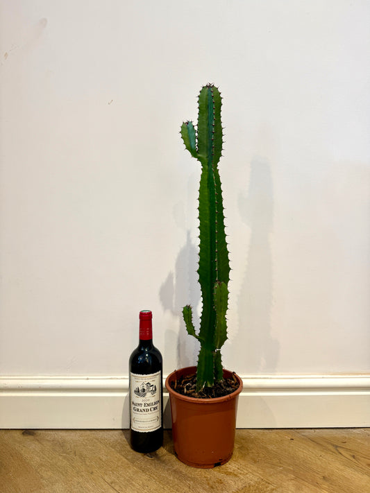 80cm Euphorbia Acrurensis Cactus
