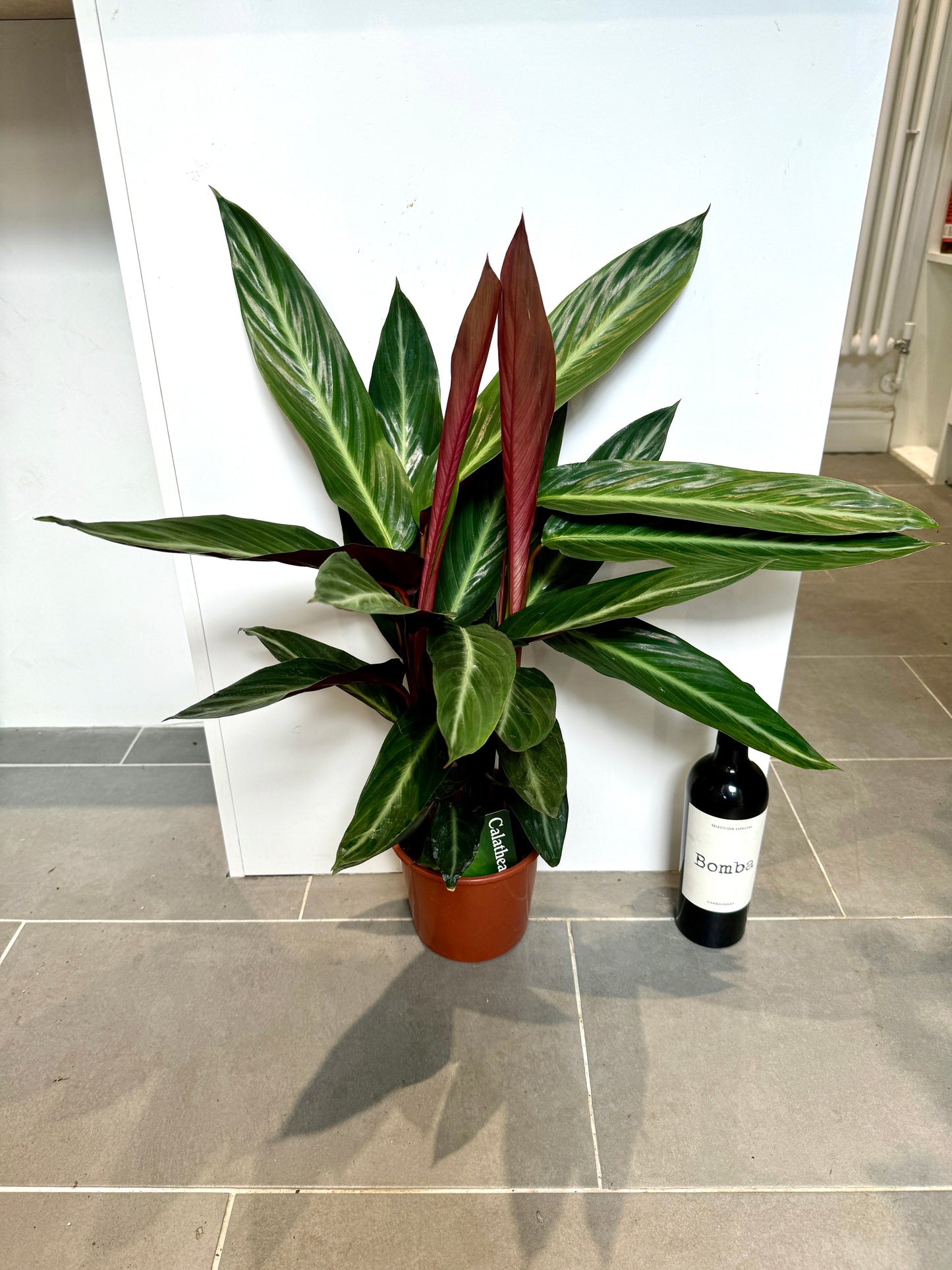 75cm Mixed Calathea