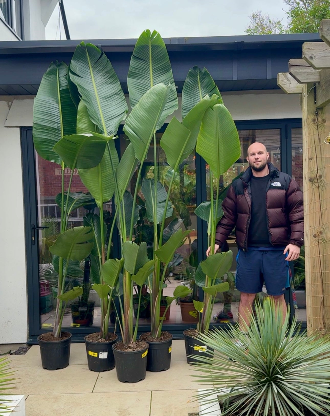 240cm Bird of Paradise (Strelitzia Alba) – Bristol Plant Man
