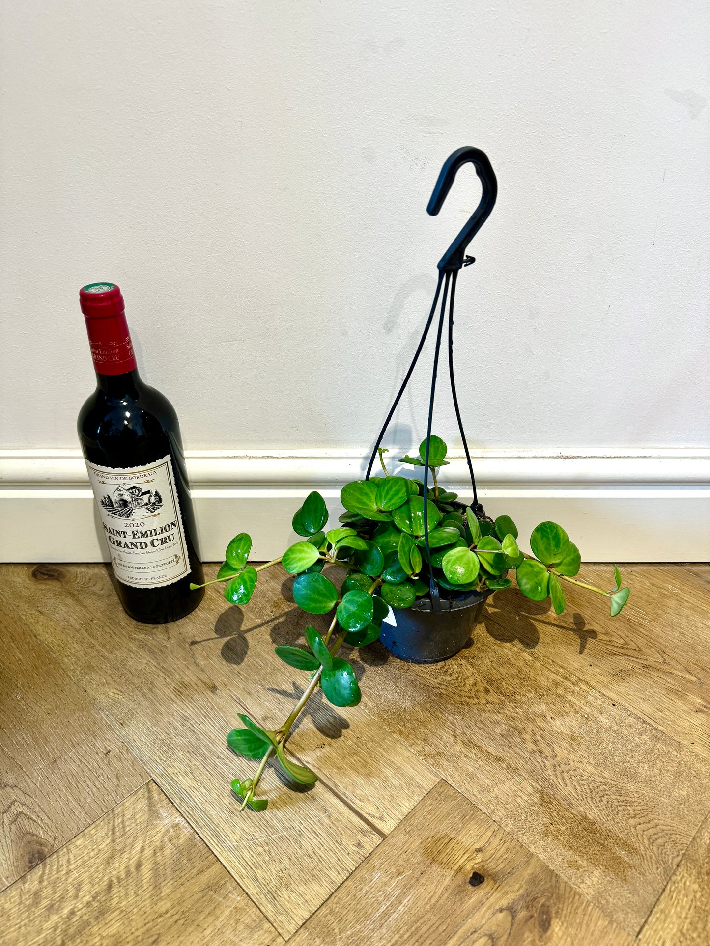 30cm Peperomia Hope
