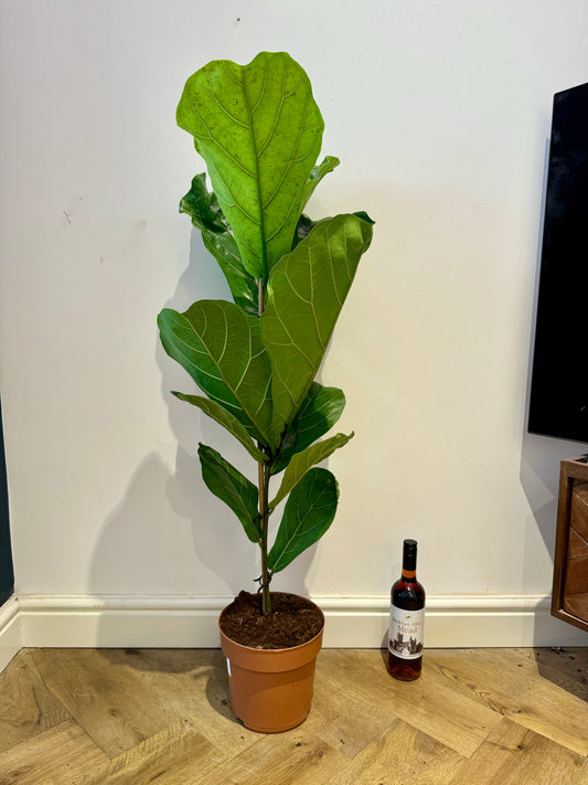 110cm Ficus Lyrata (Fiddle Leaf Fig)