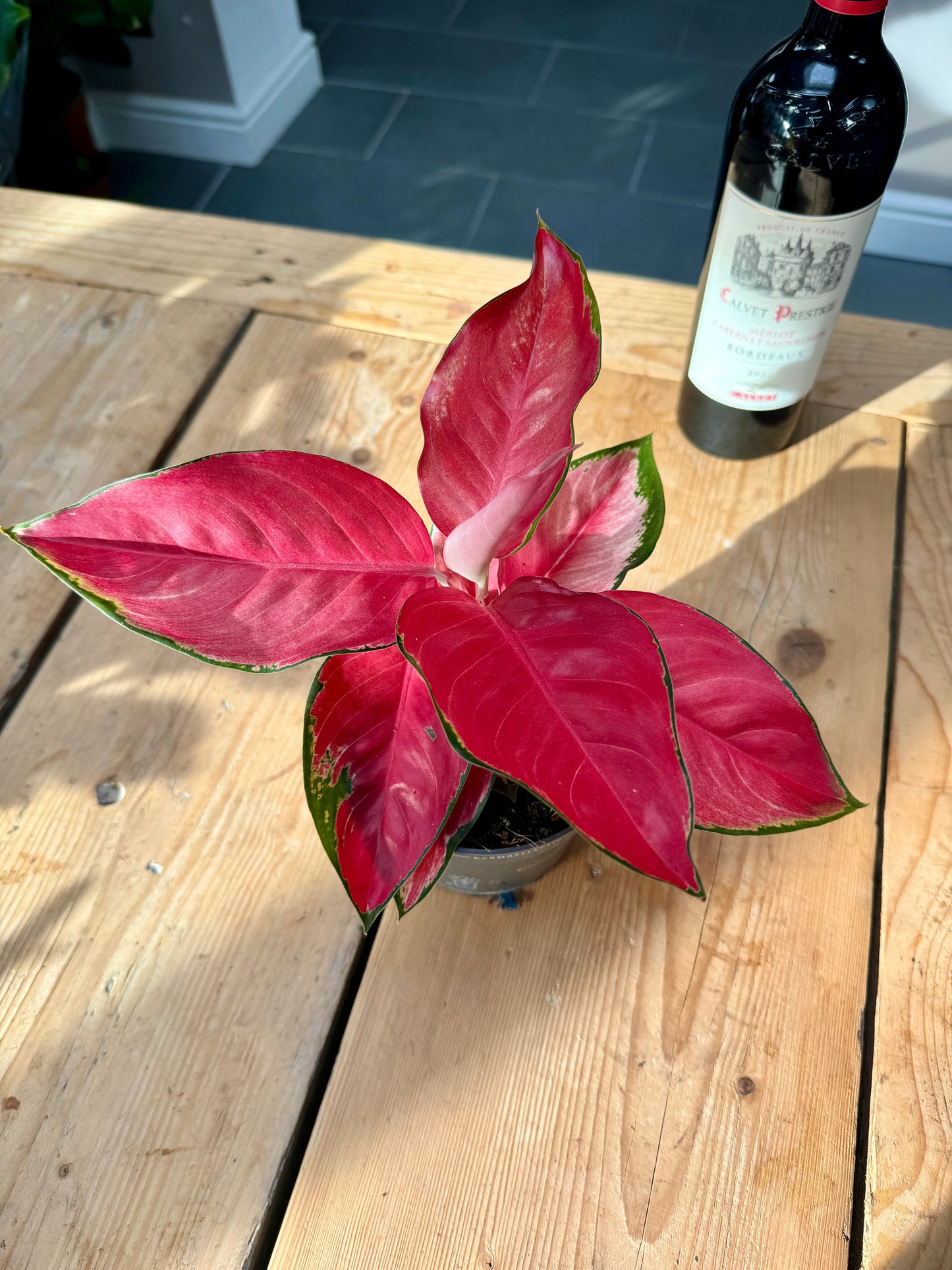 25cm Aglaonema Valkyri