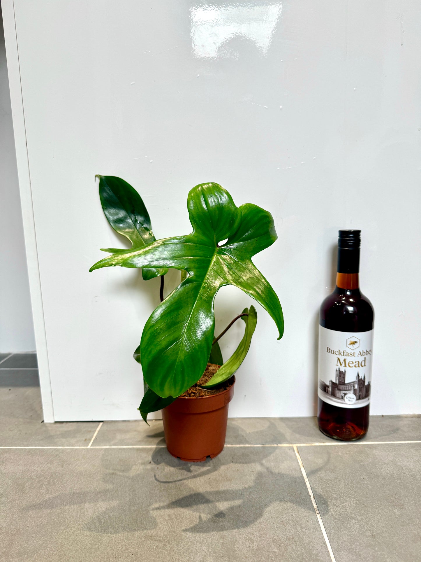 25cm Philodendron Florida Green