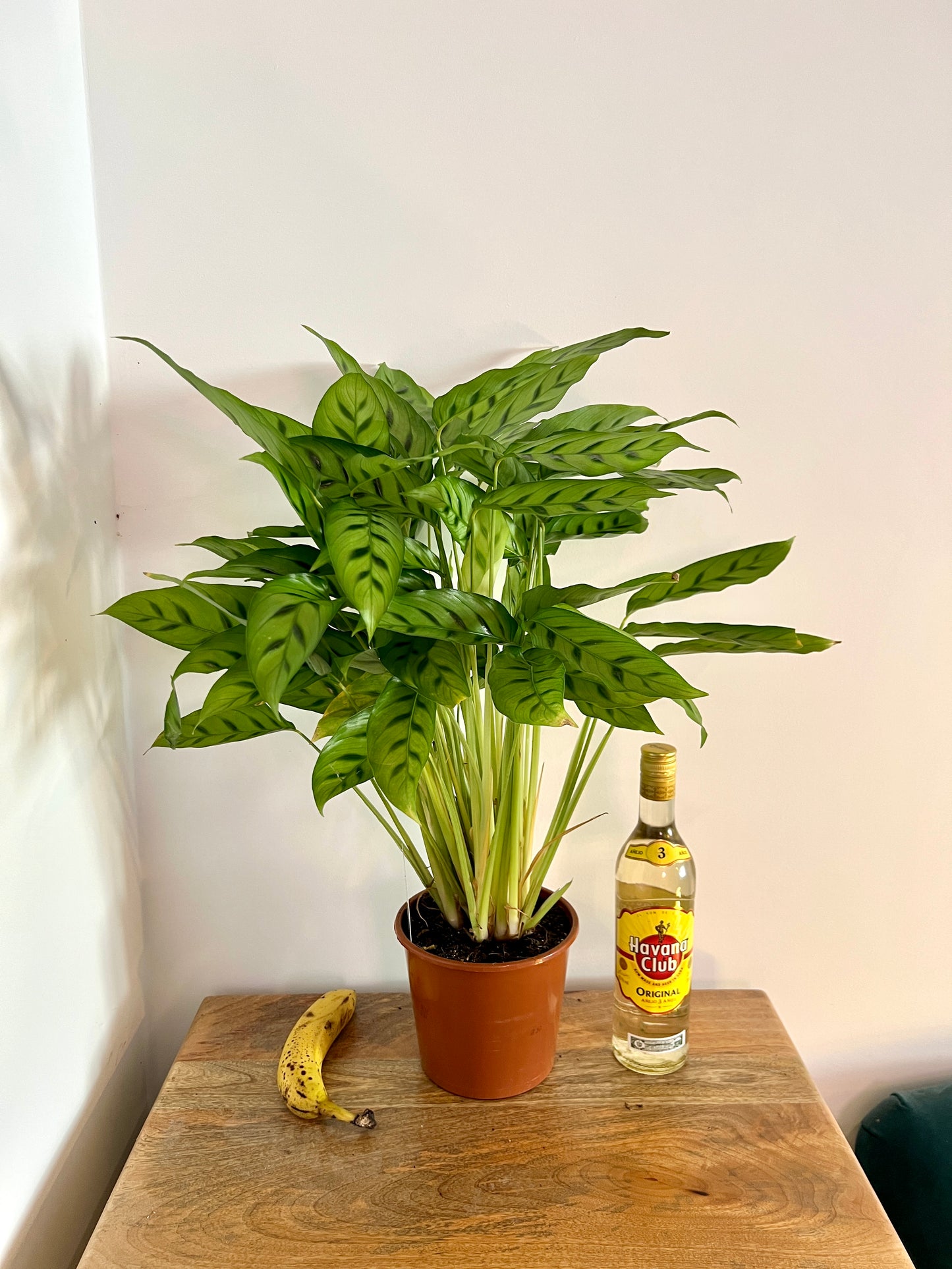 55cm Calathea Leopardina