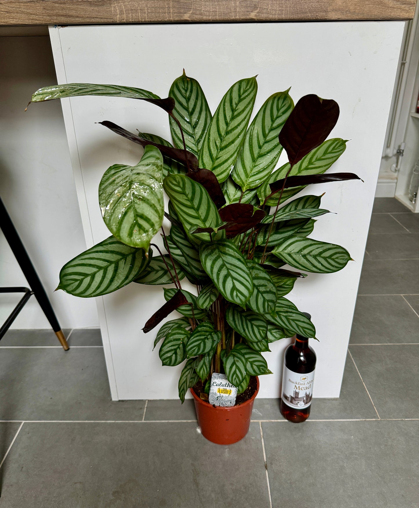 90cm Ctenanthe Compactstar