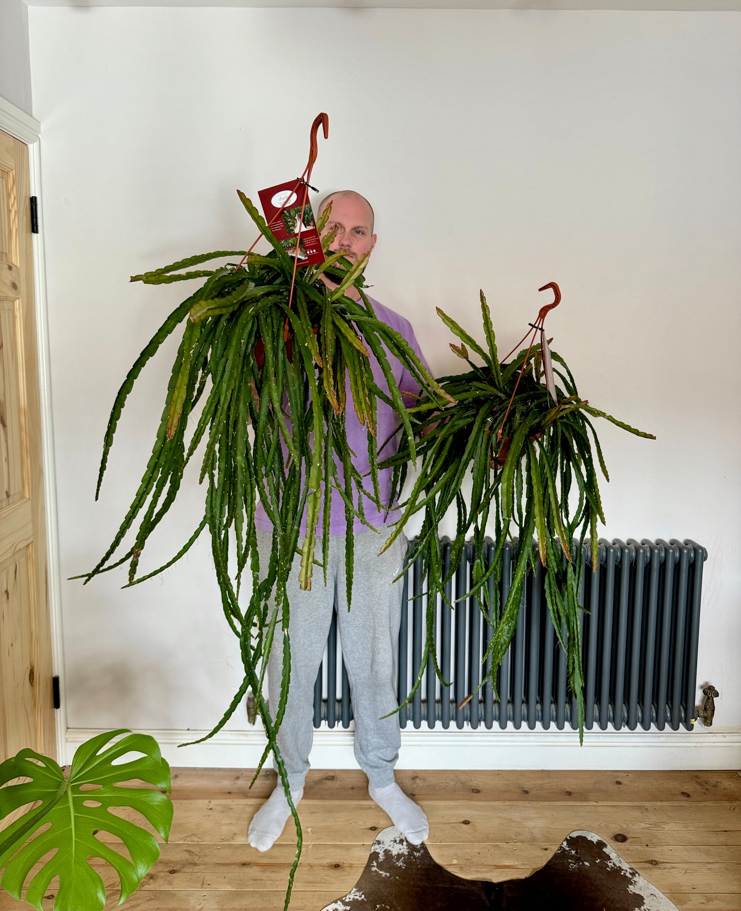 120cm Lepismium Cruciforme