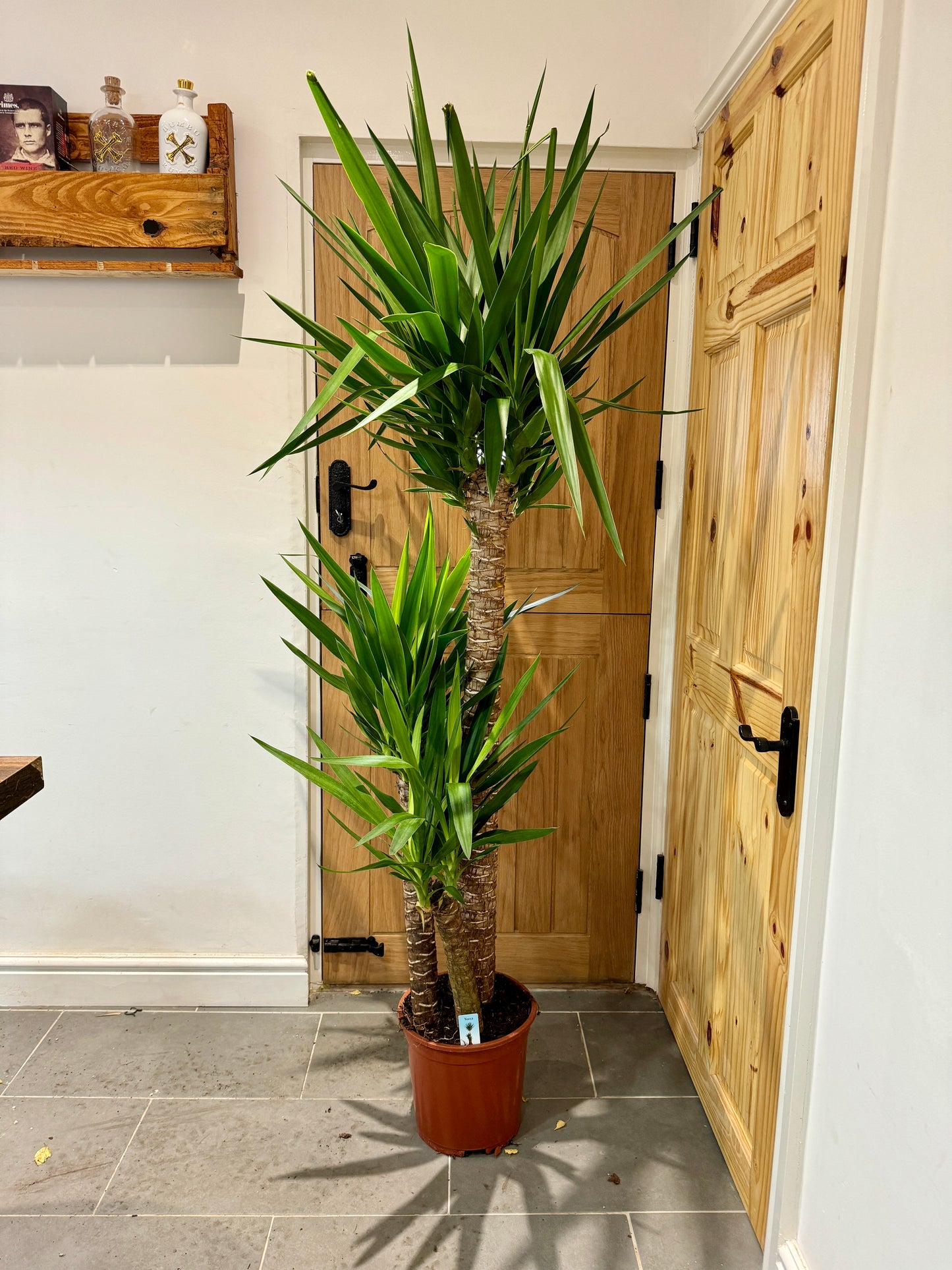 170cm Triple Stemmed Yucca