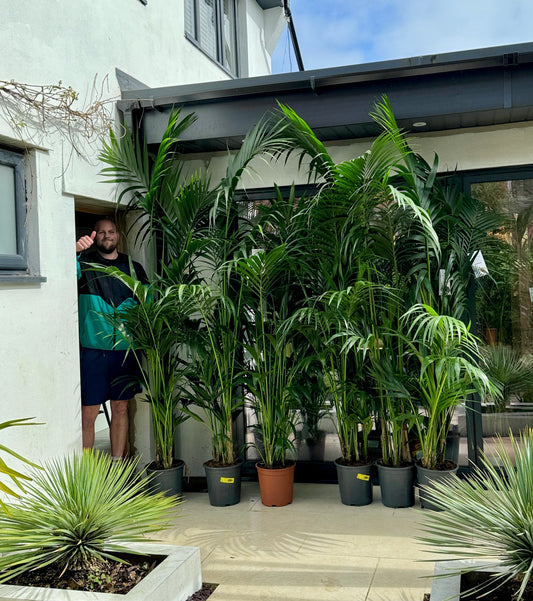 240cm Kentia Palm (Howea Forsteriana)