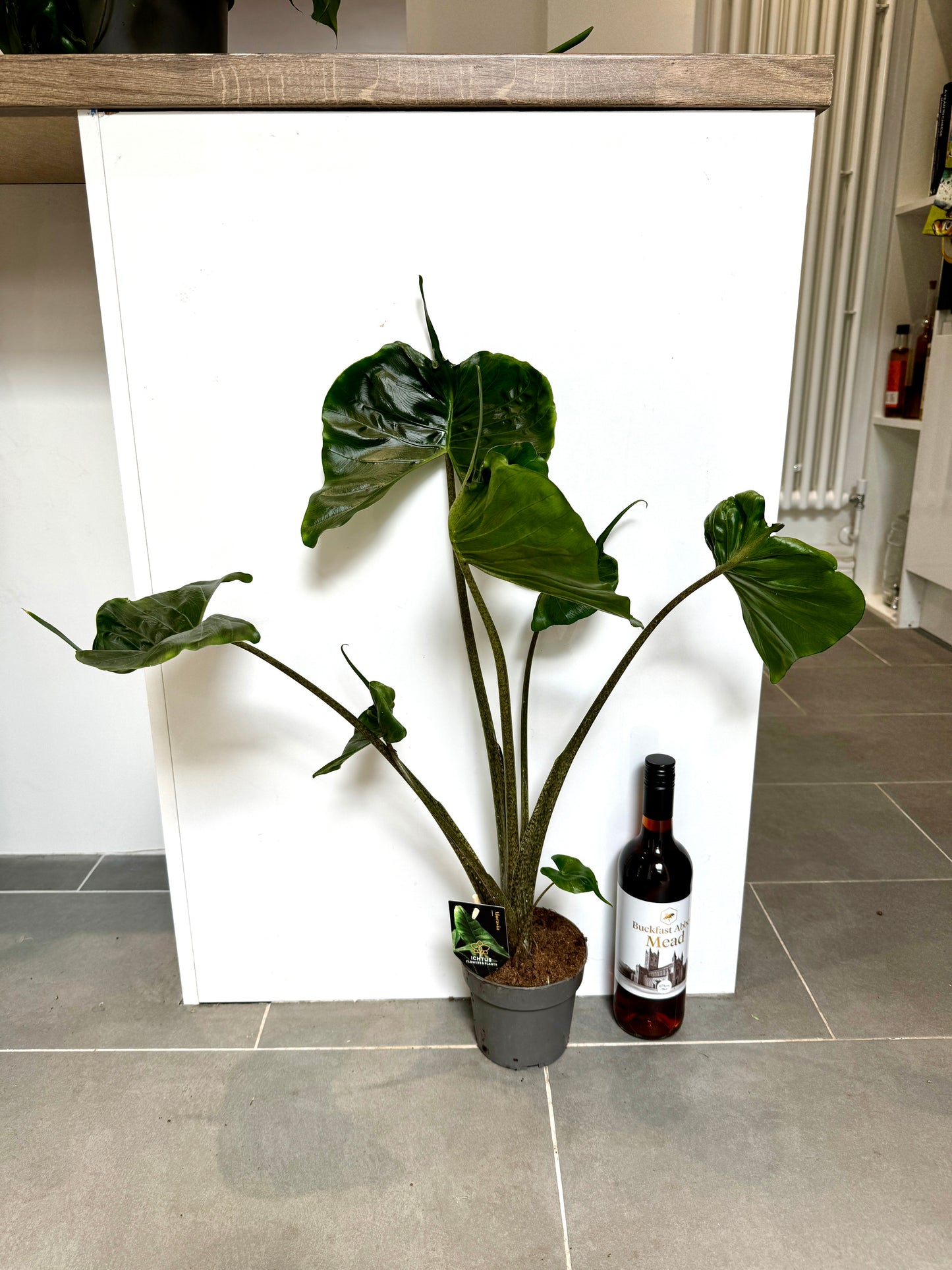 70cm Alocasia Stingray