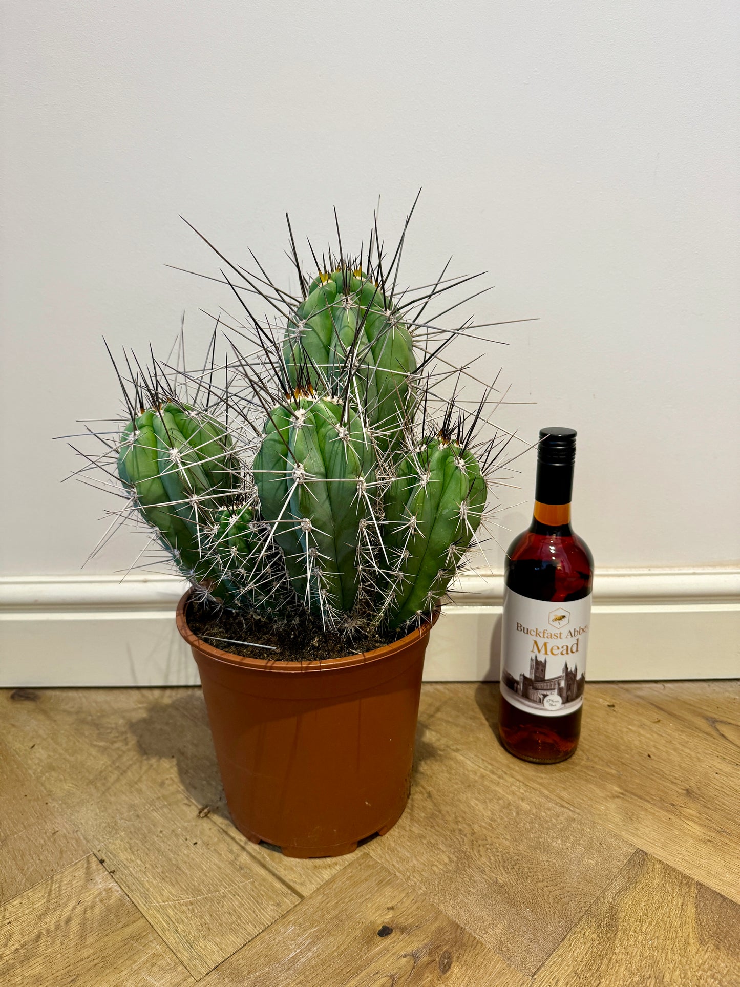 40cm Stestonia Coryne (Toothpick Cactus)