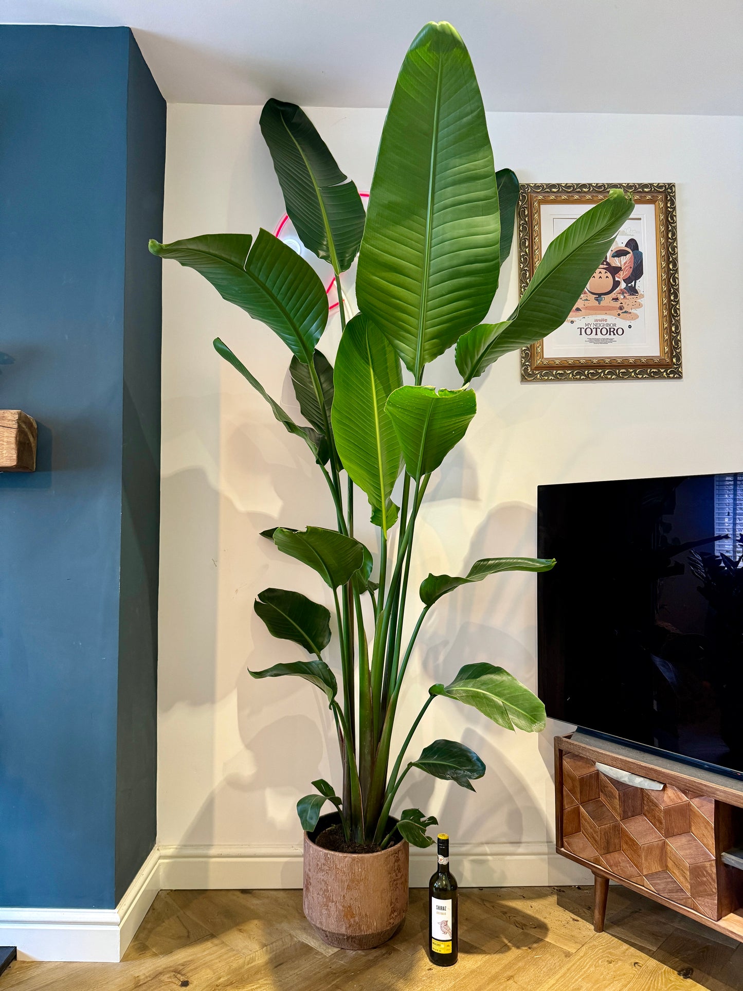 240cm Strelitzia alba (Bird of Paradise)