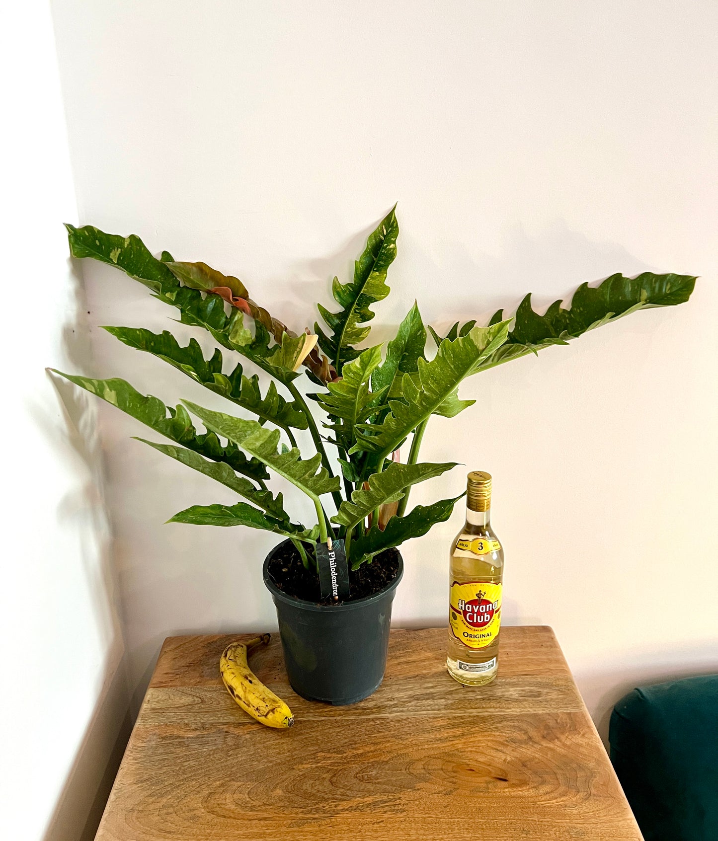60cm Philodendron Ring of Fire