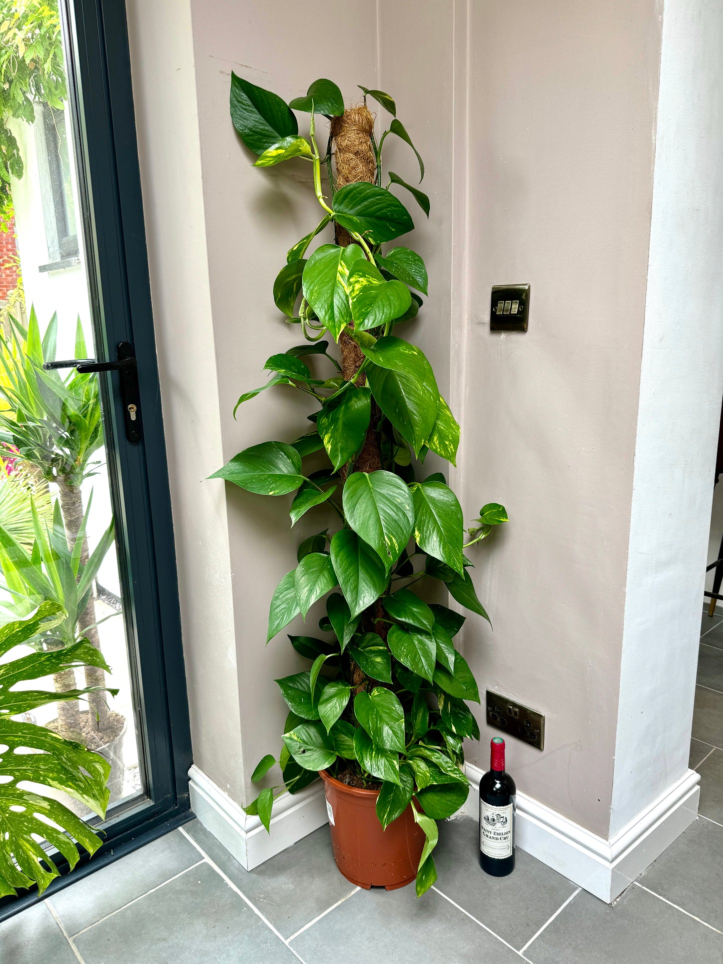 110cm Climbing Epipremnum Devils Ivy