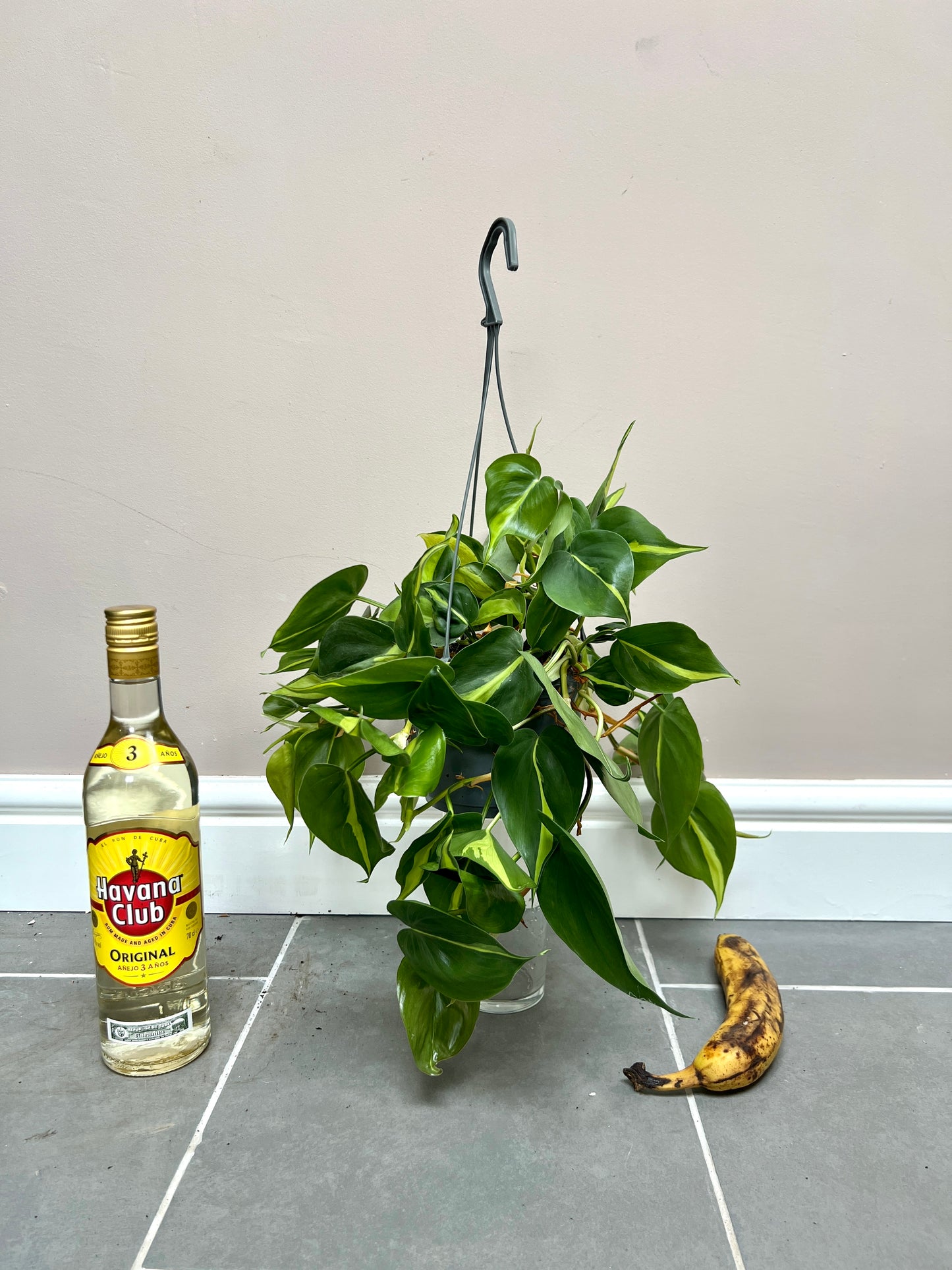 40cm Philodendron Scandens Brazil