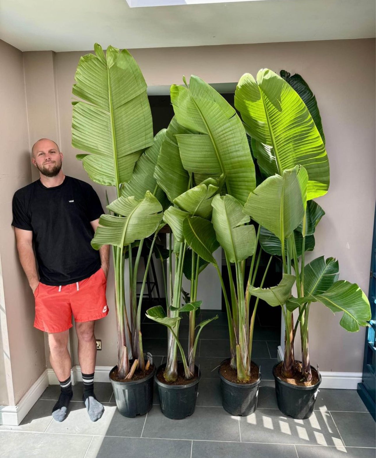 210cm Strelitzia Nicolai (Bird of Paradise) – Bristol Plant Man