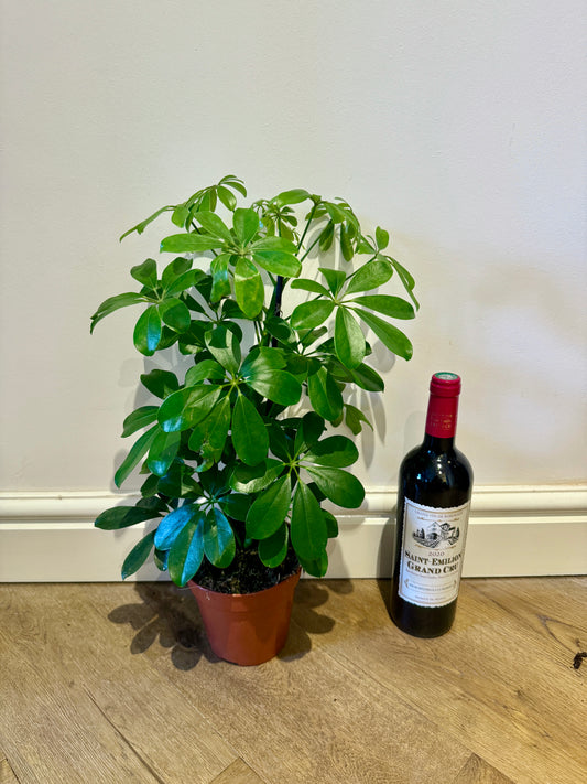 55cm Schefflera (Umbrella Plant)