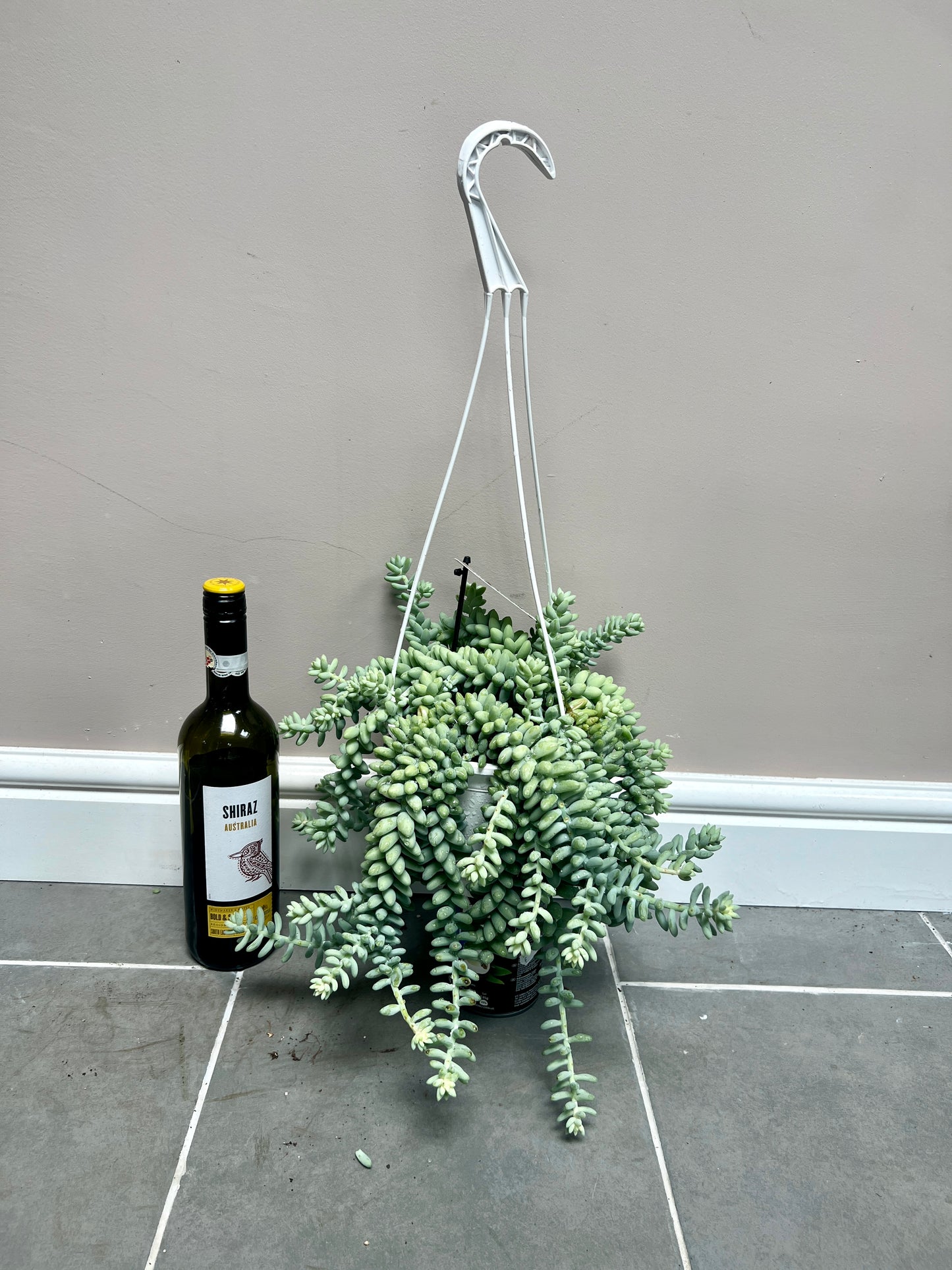 50cm Hanging Sedum Burrito