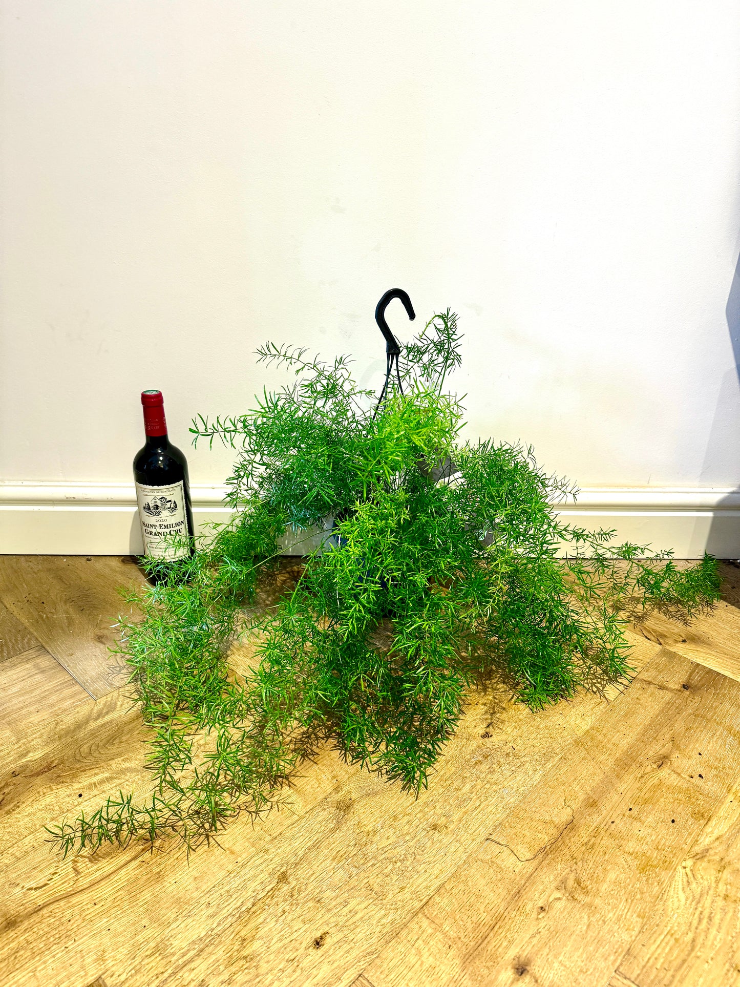 60cm Asparagus Fern (Setaceus)