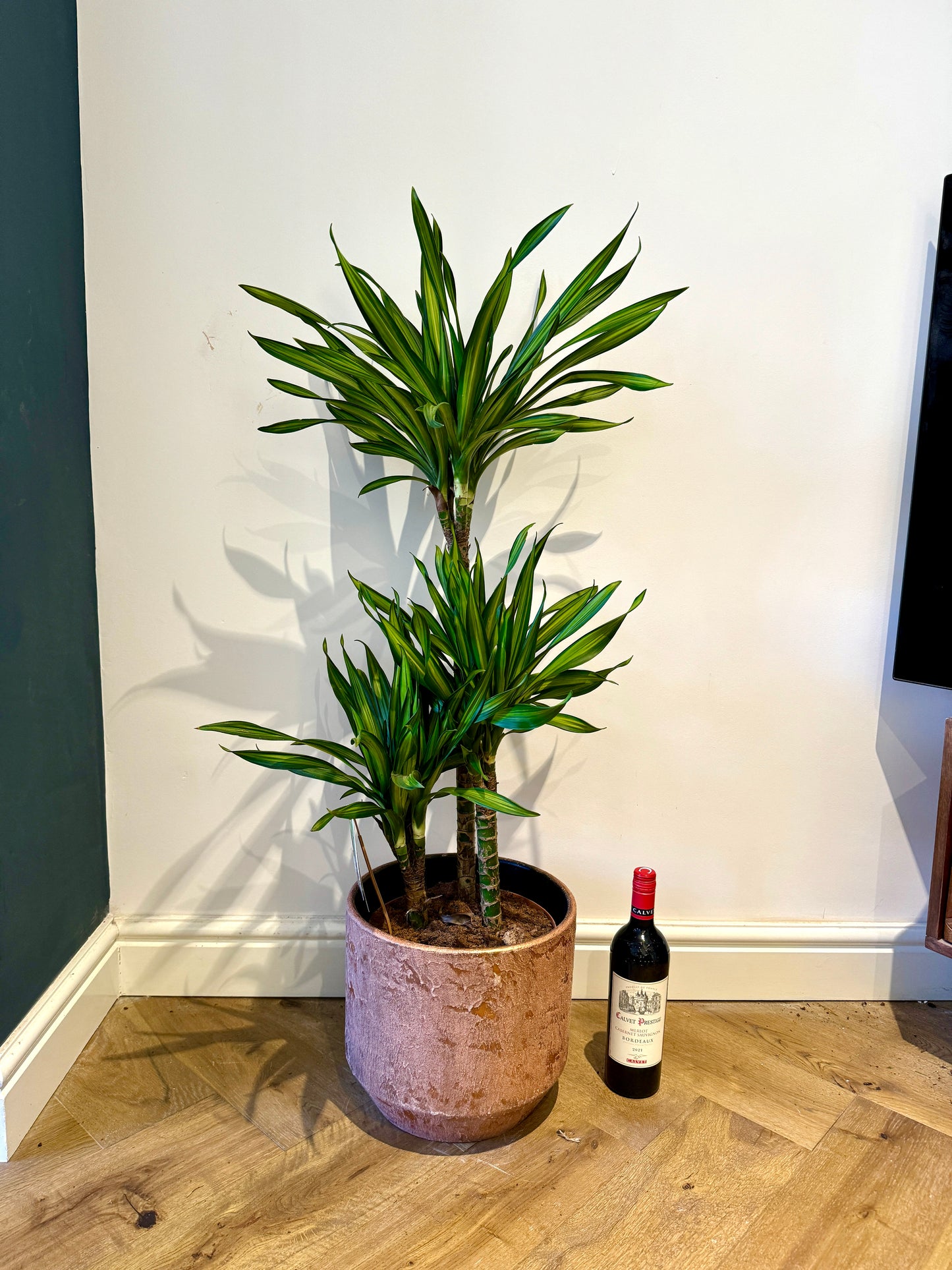 120cm Dracaena Riki (Dragon Tree)