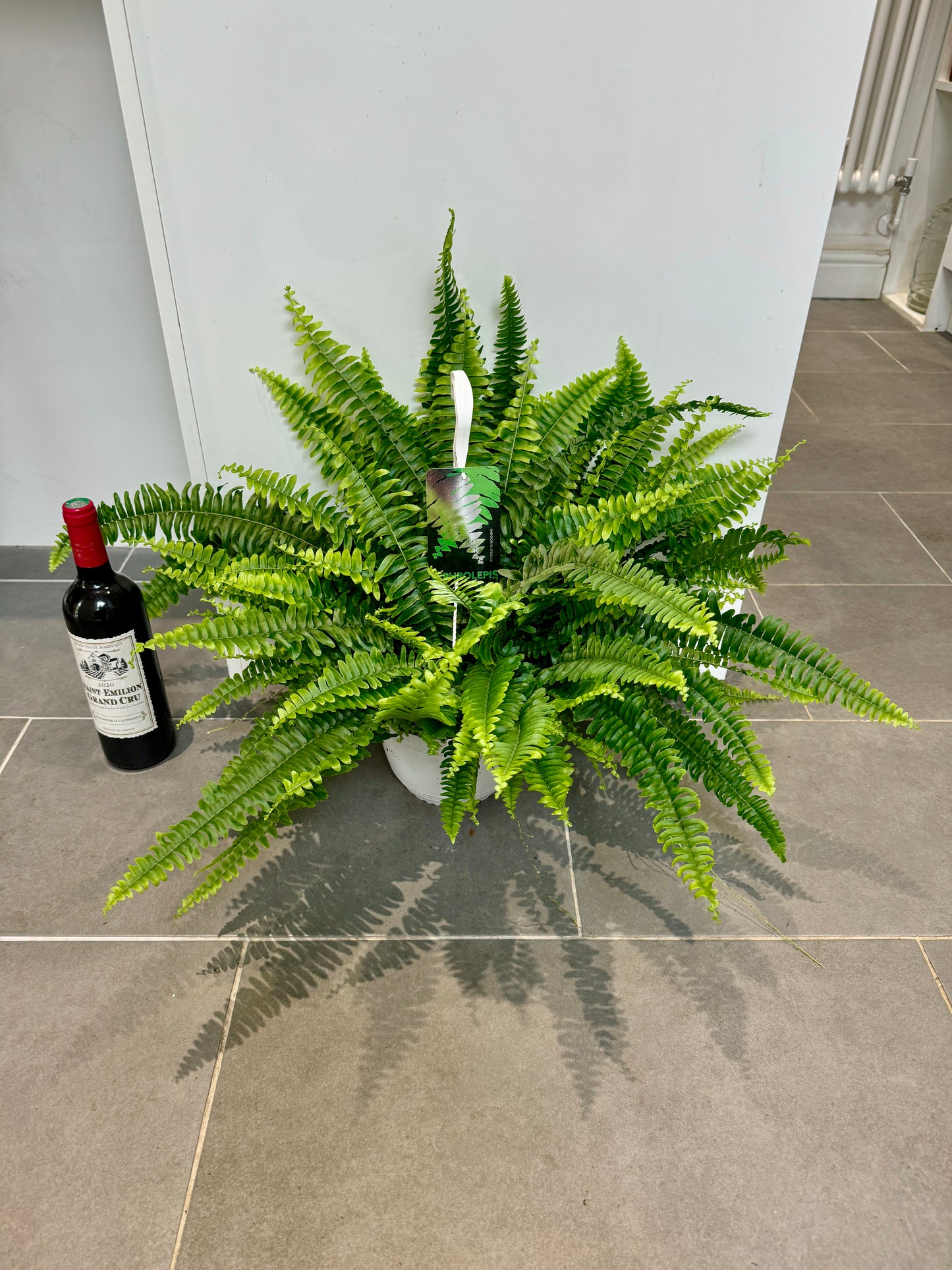75cm Sword Fern (Nephrolepsis exaltata)