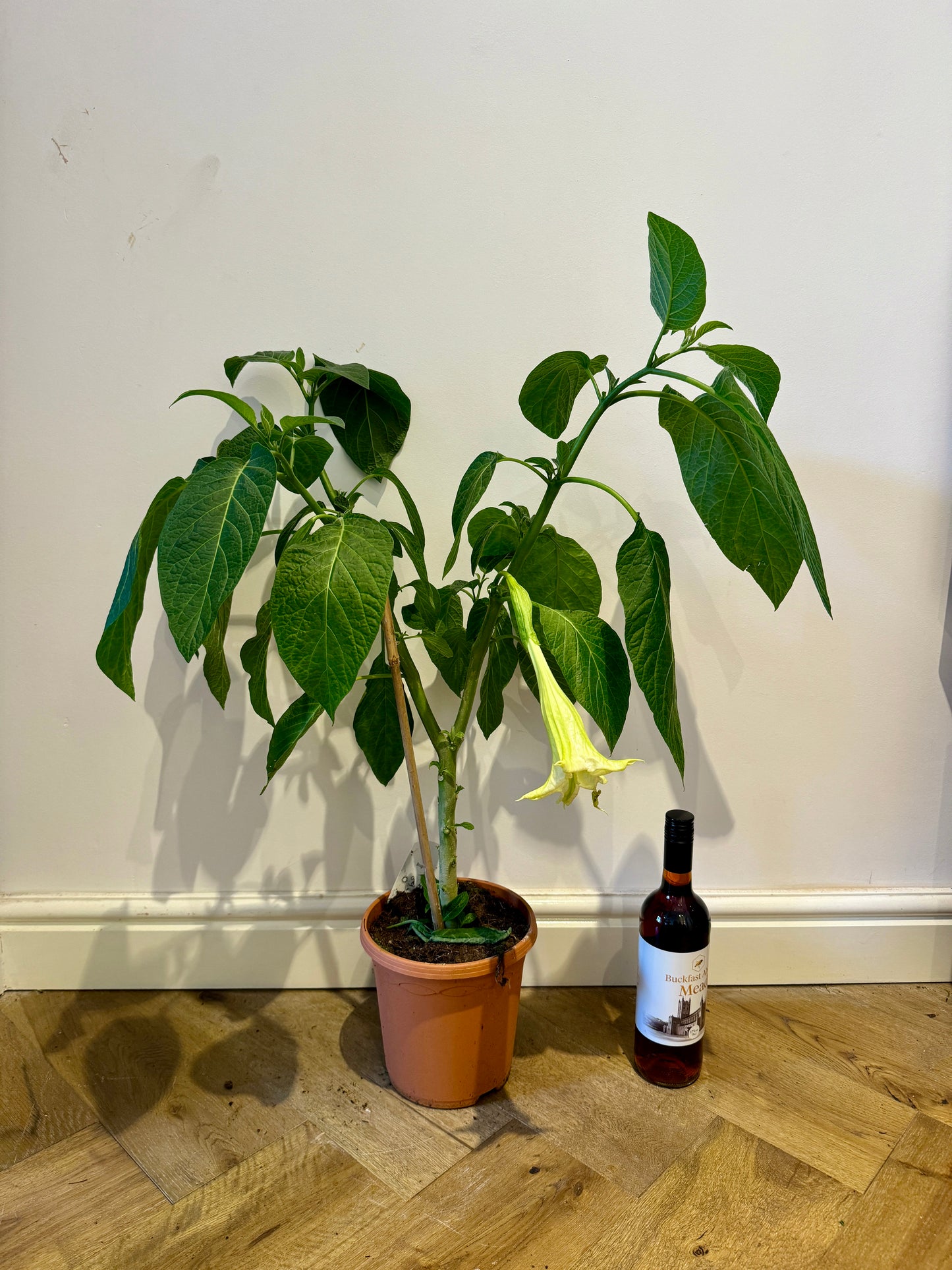 90cm Brugmansia (Angels Trumpet)