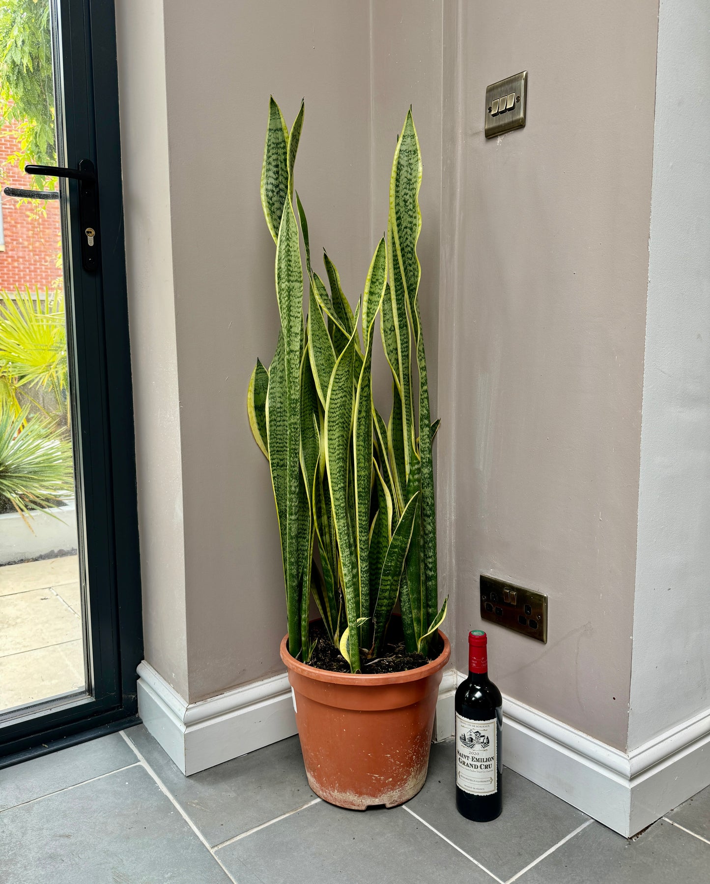 100cm Snake Plant / Mother in Law’s Tonge