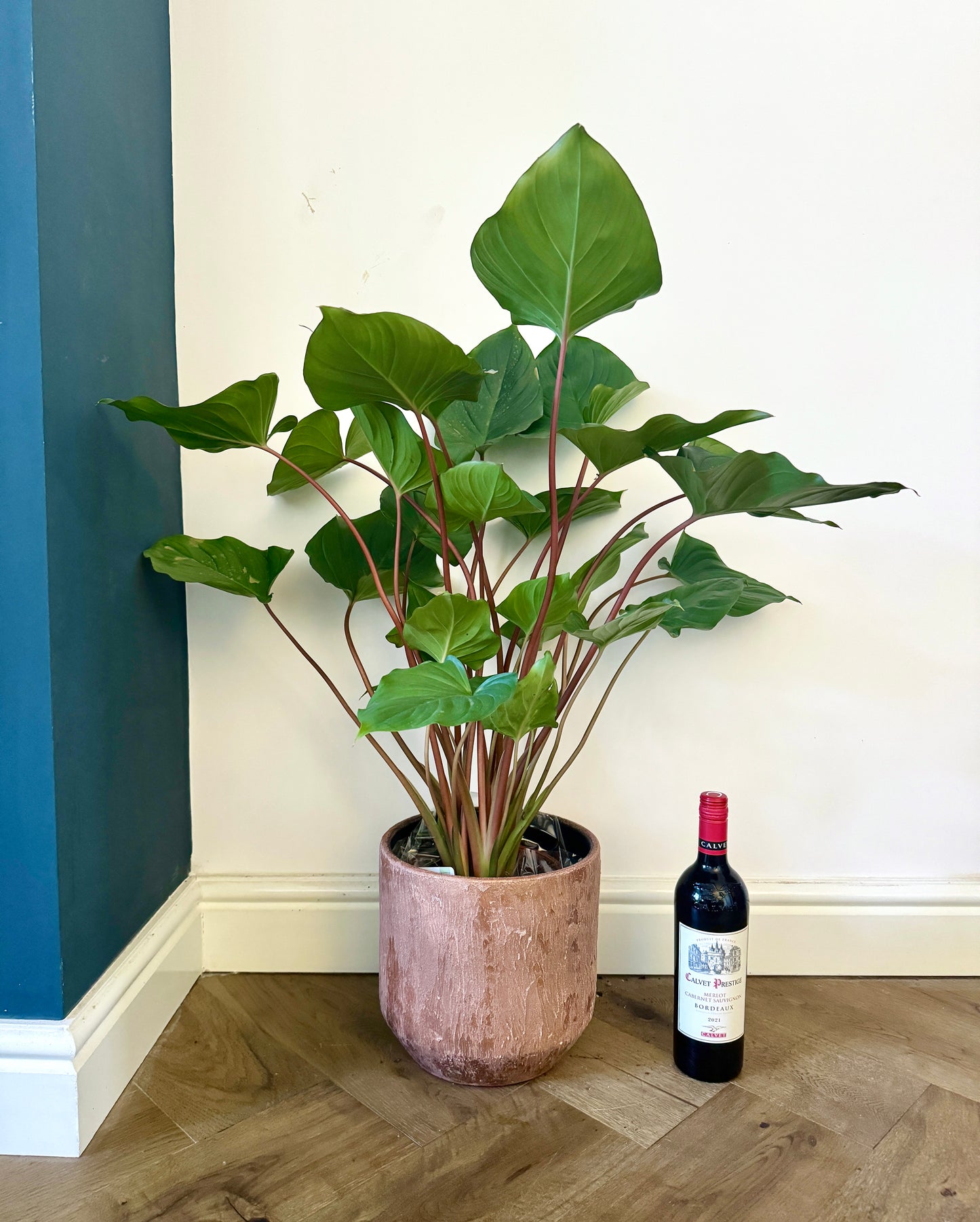 90cm Homalomena Ruby (Shield Plant)