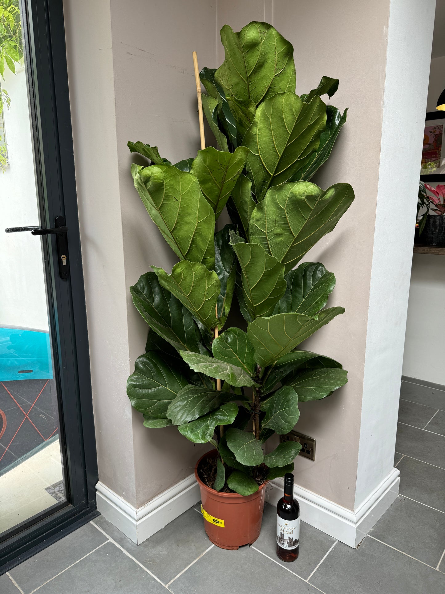 160cm Double Stemmed Fiddle Leaf Fig (Ficus Lyrata)