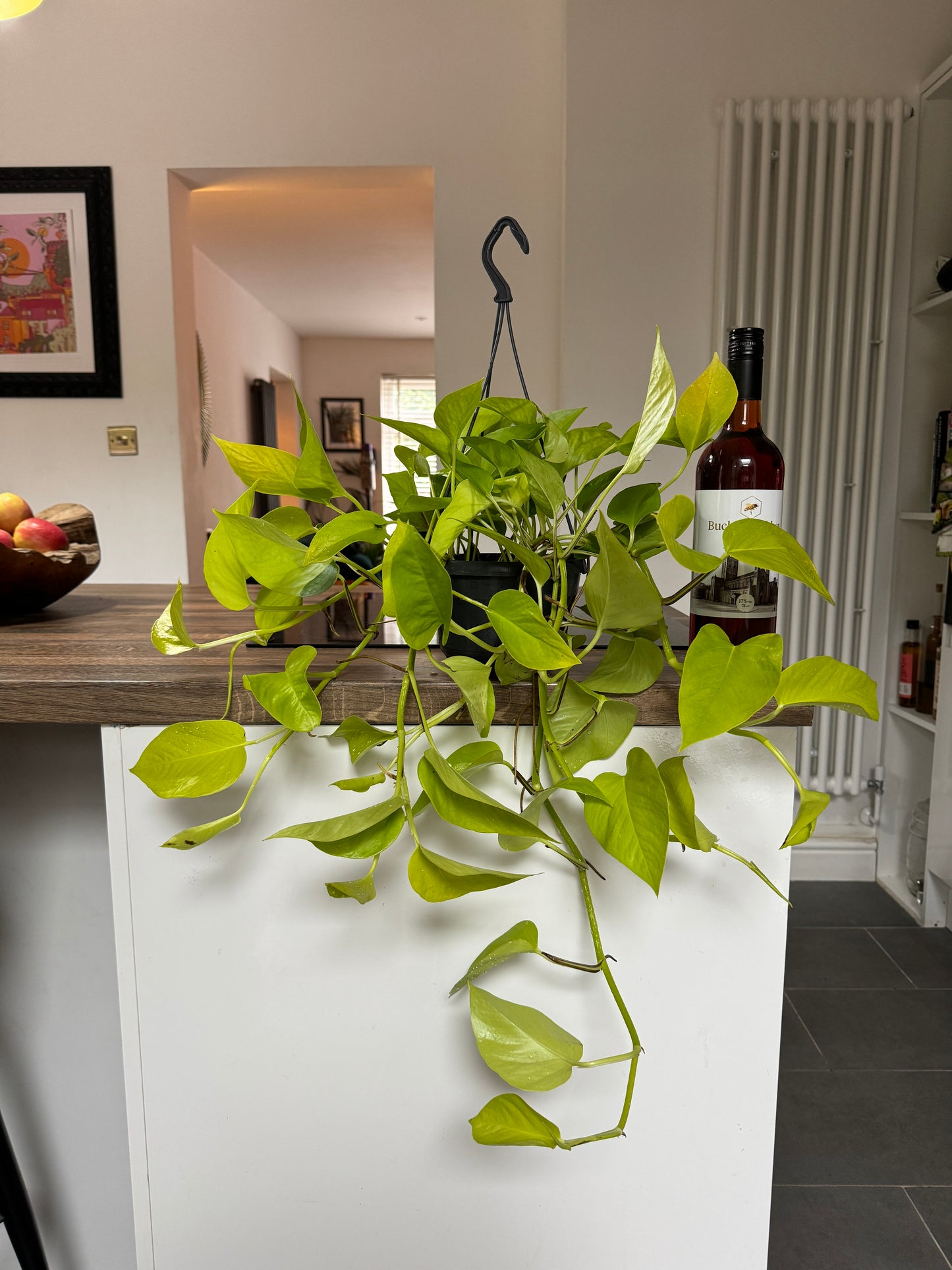 60cm Neon Pothos