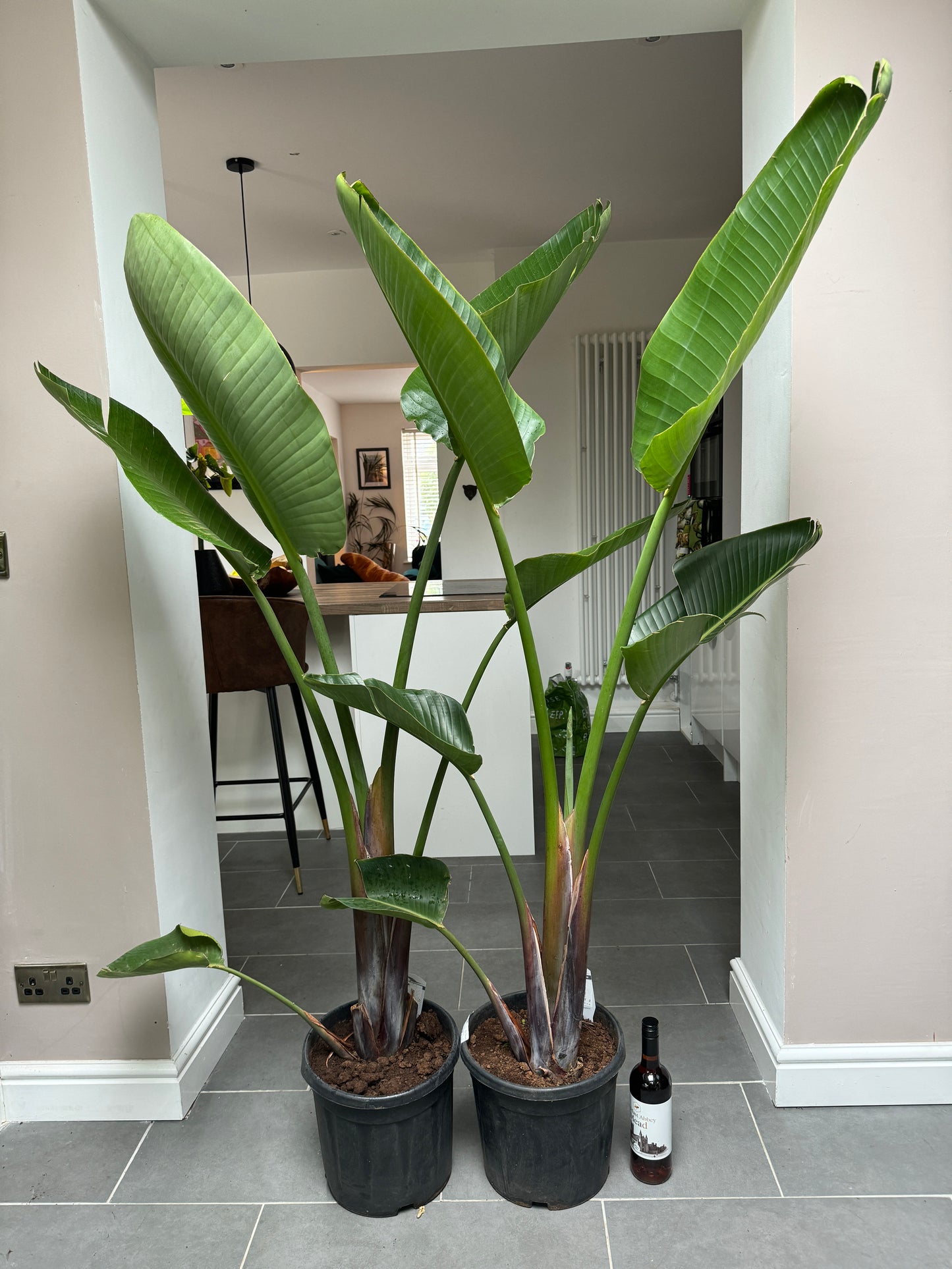 180cm Strelitzia Nicolai (Bird of Paradise)