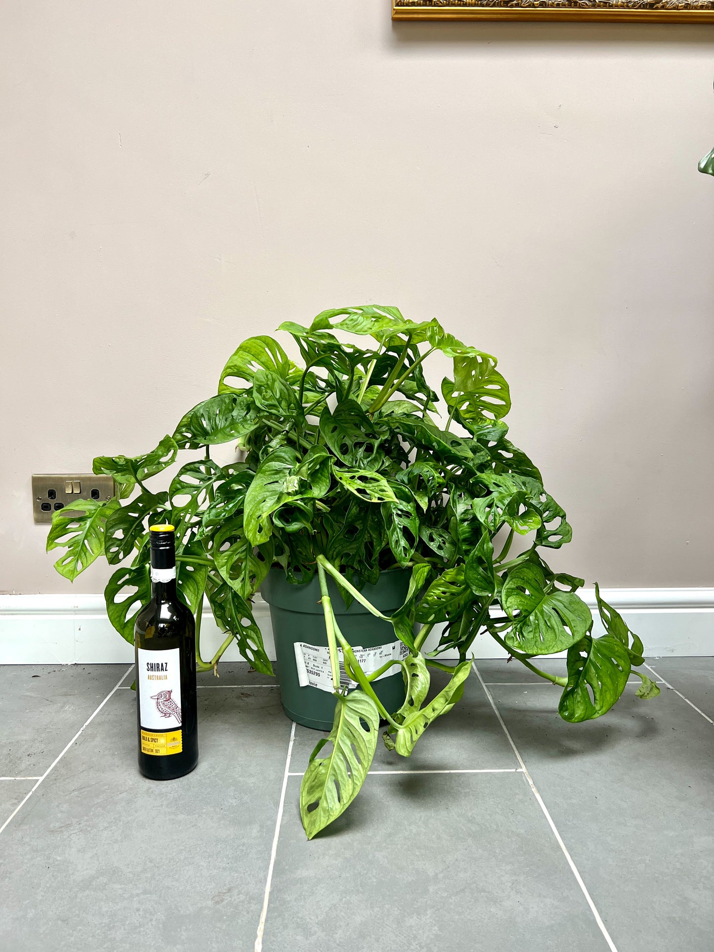 60cm Monstera Adansonii